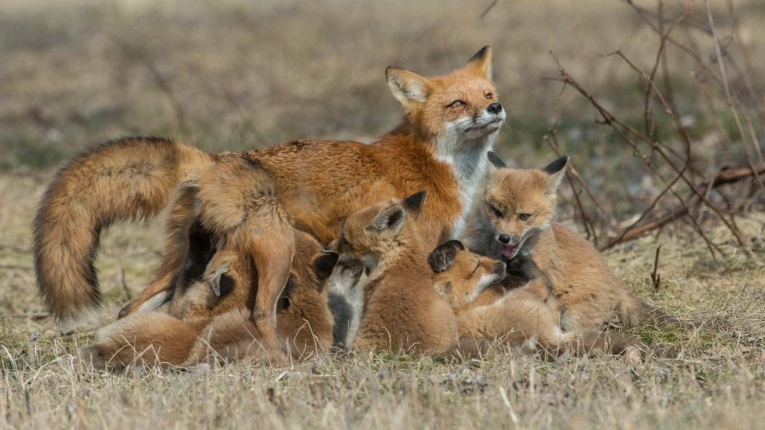 fox spiritual meaning