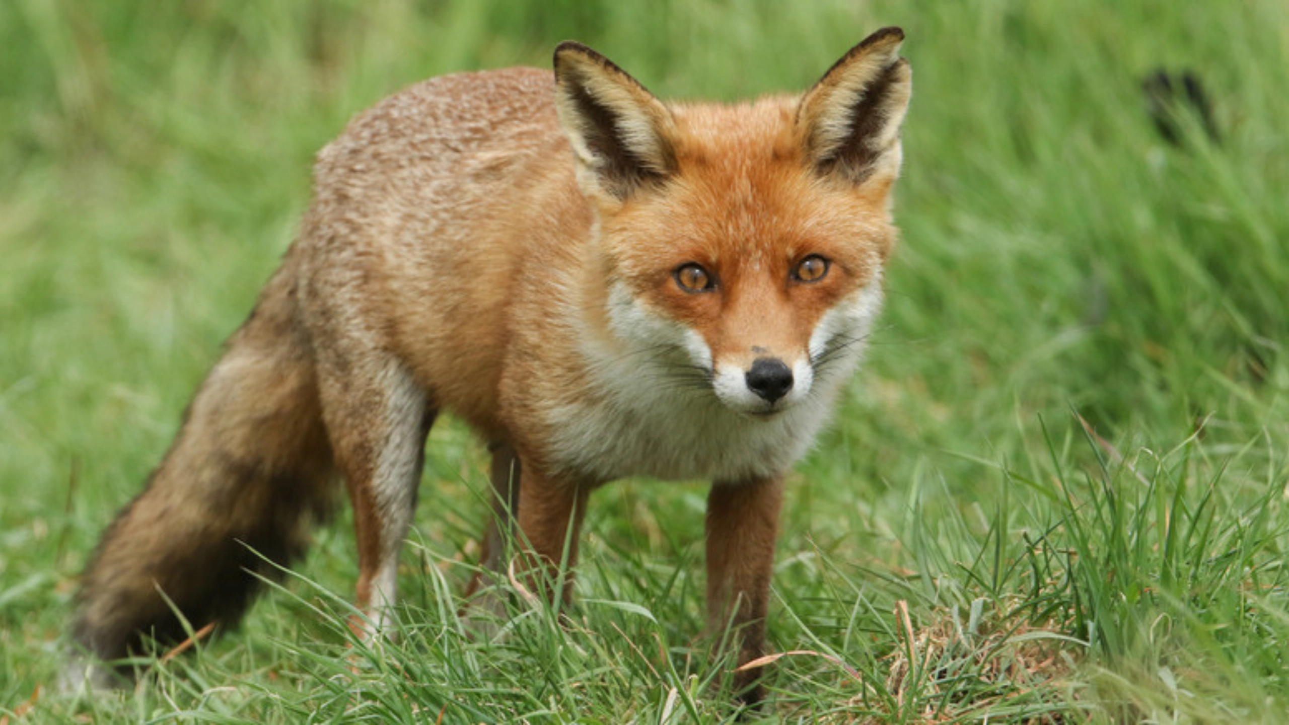 fox spiritual meaning