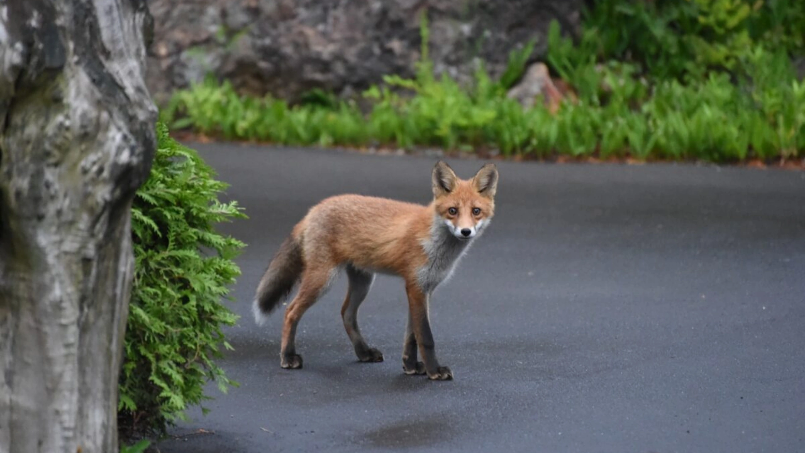 fox spiritual meaning