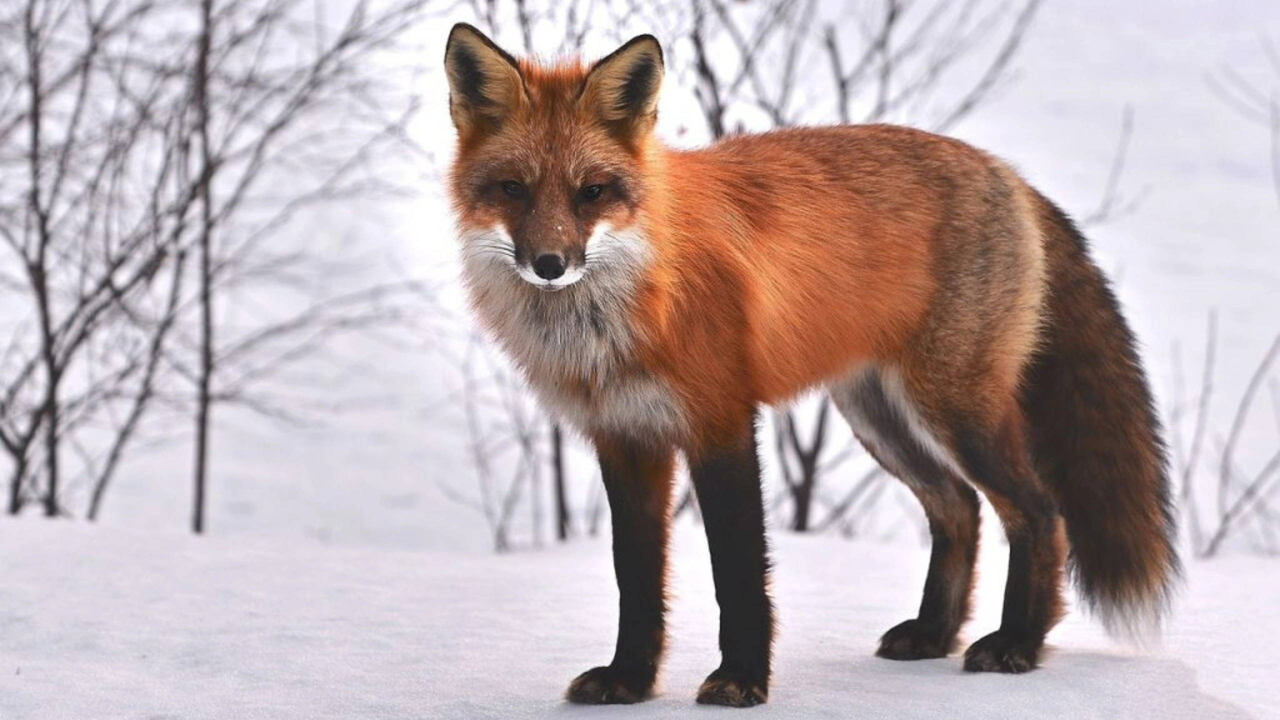 fox spiritual meaning