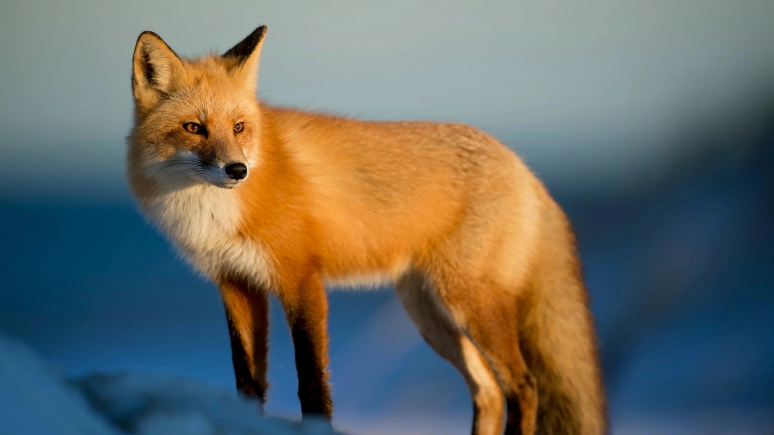 fox spiritual meaning
