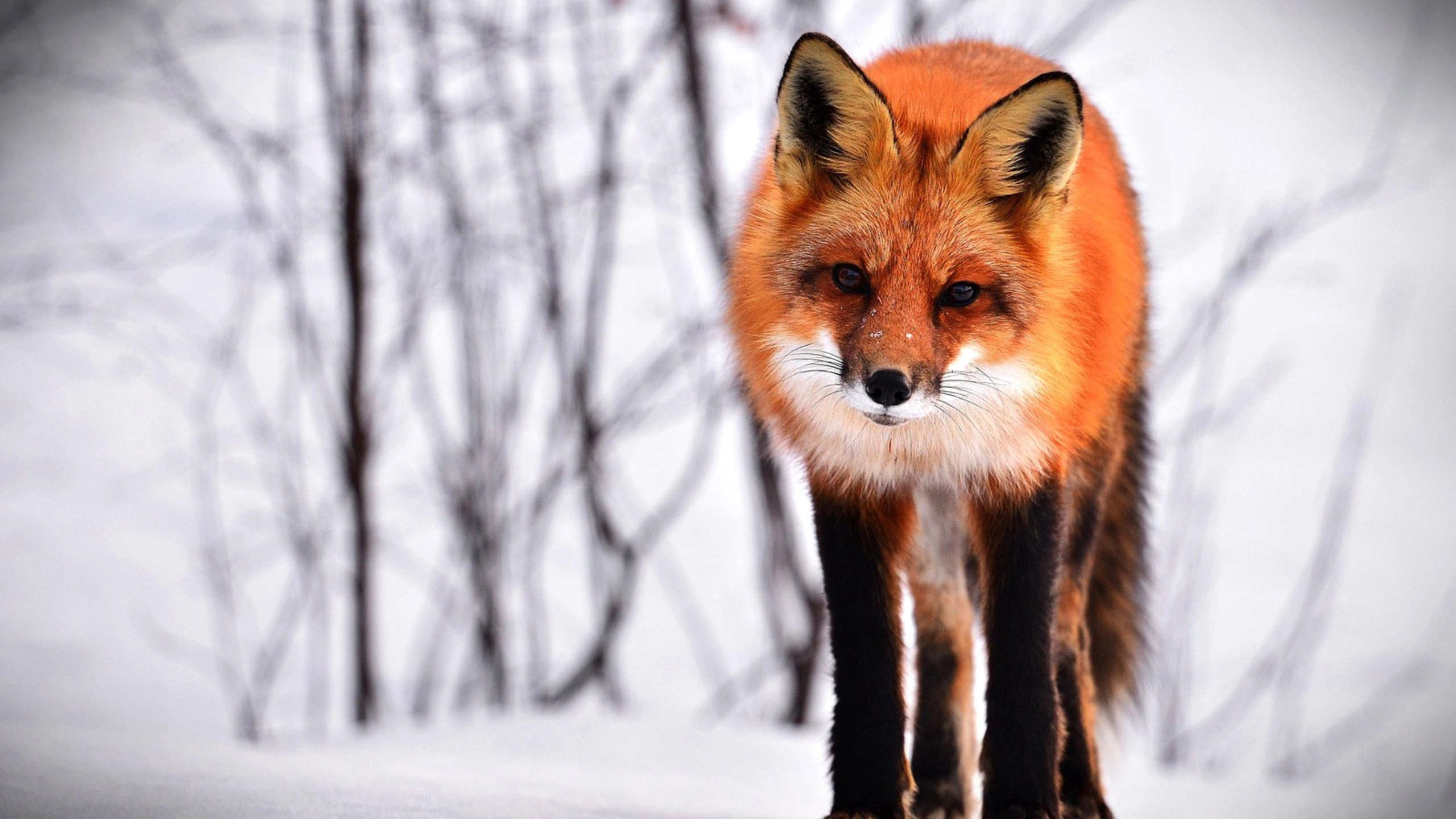 fox spiritual meaning