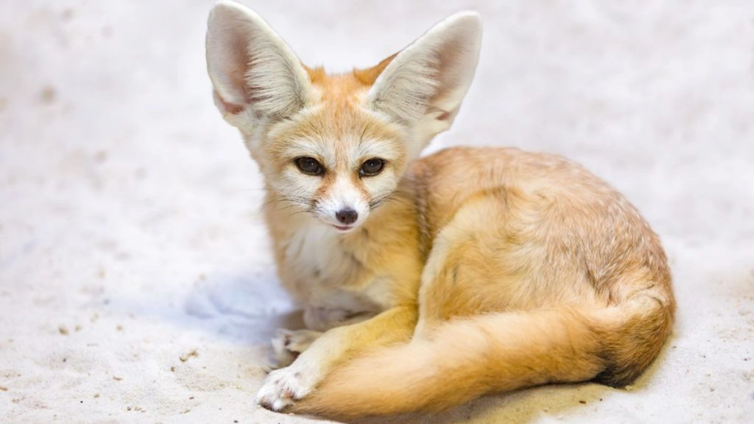 fox spiritual meaning