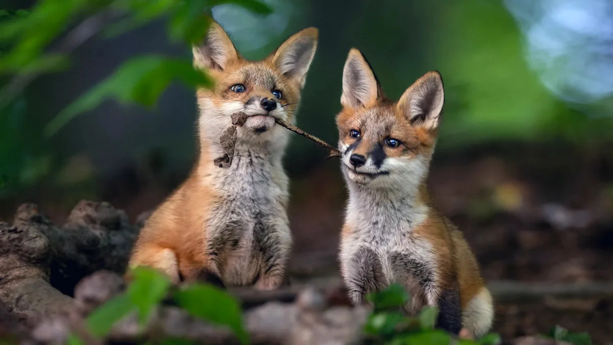 fox spiritual meaning