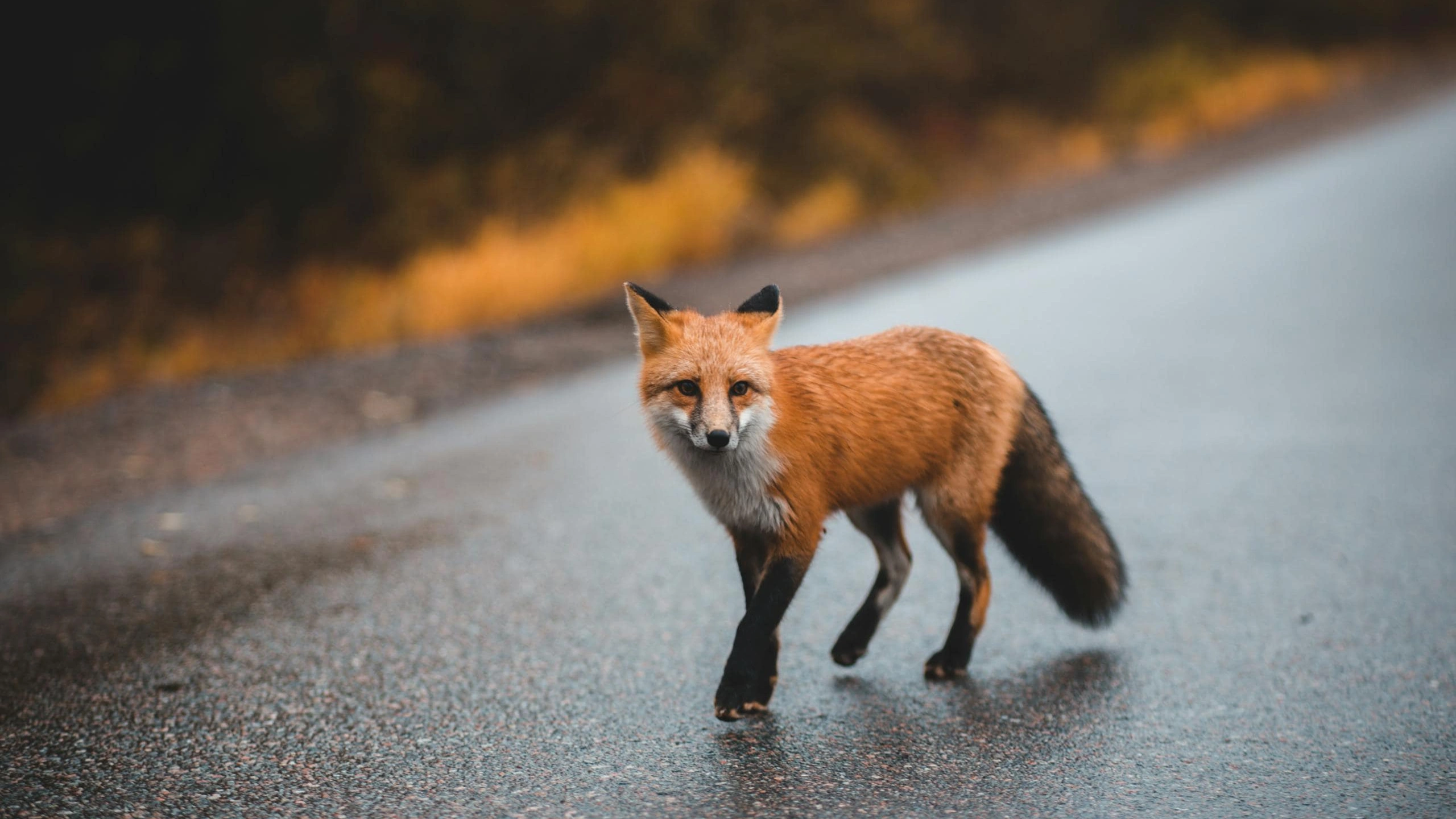 fox spiritual meaning
