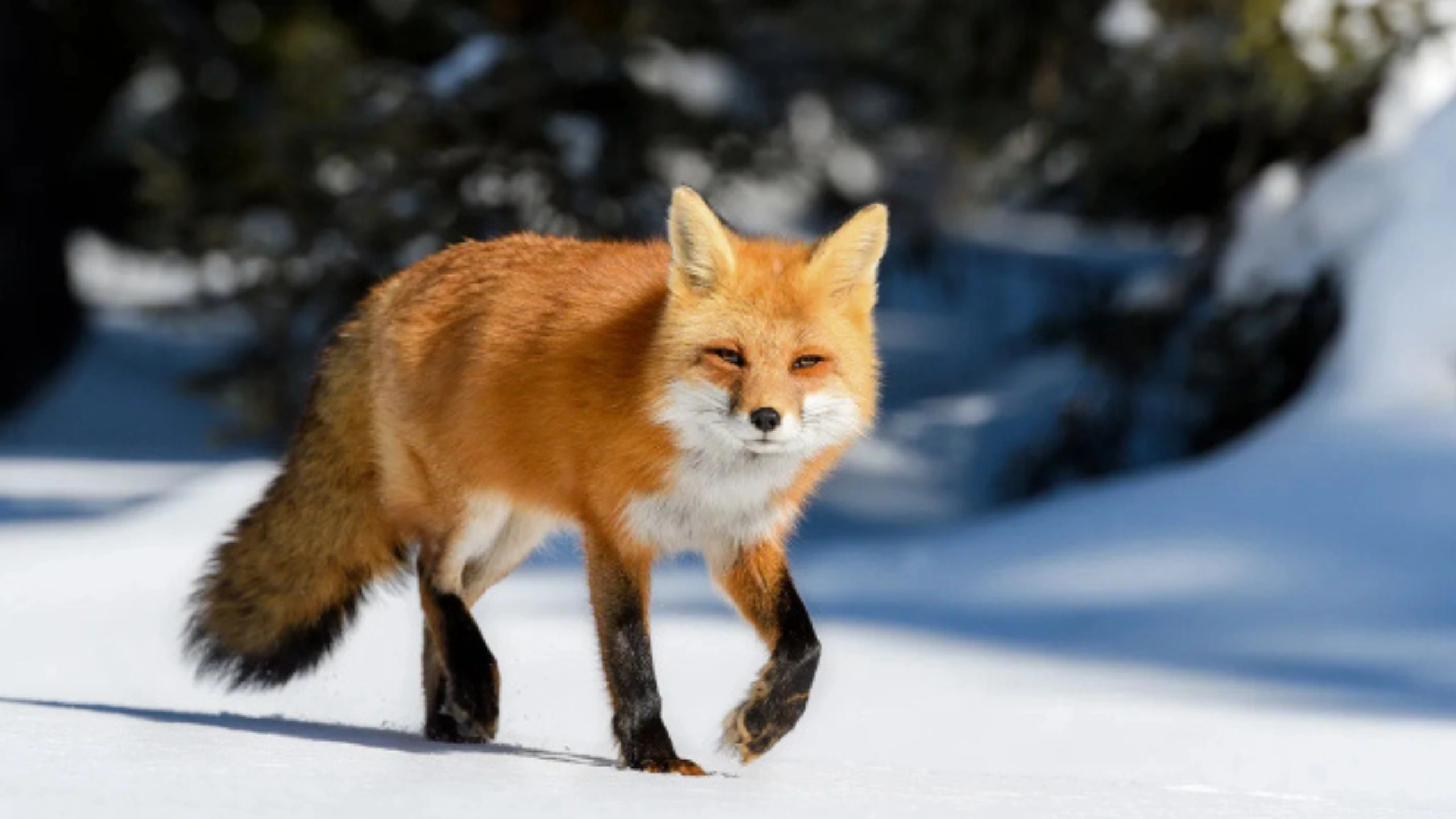 fox spiritual meaning