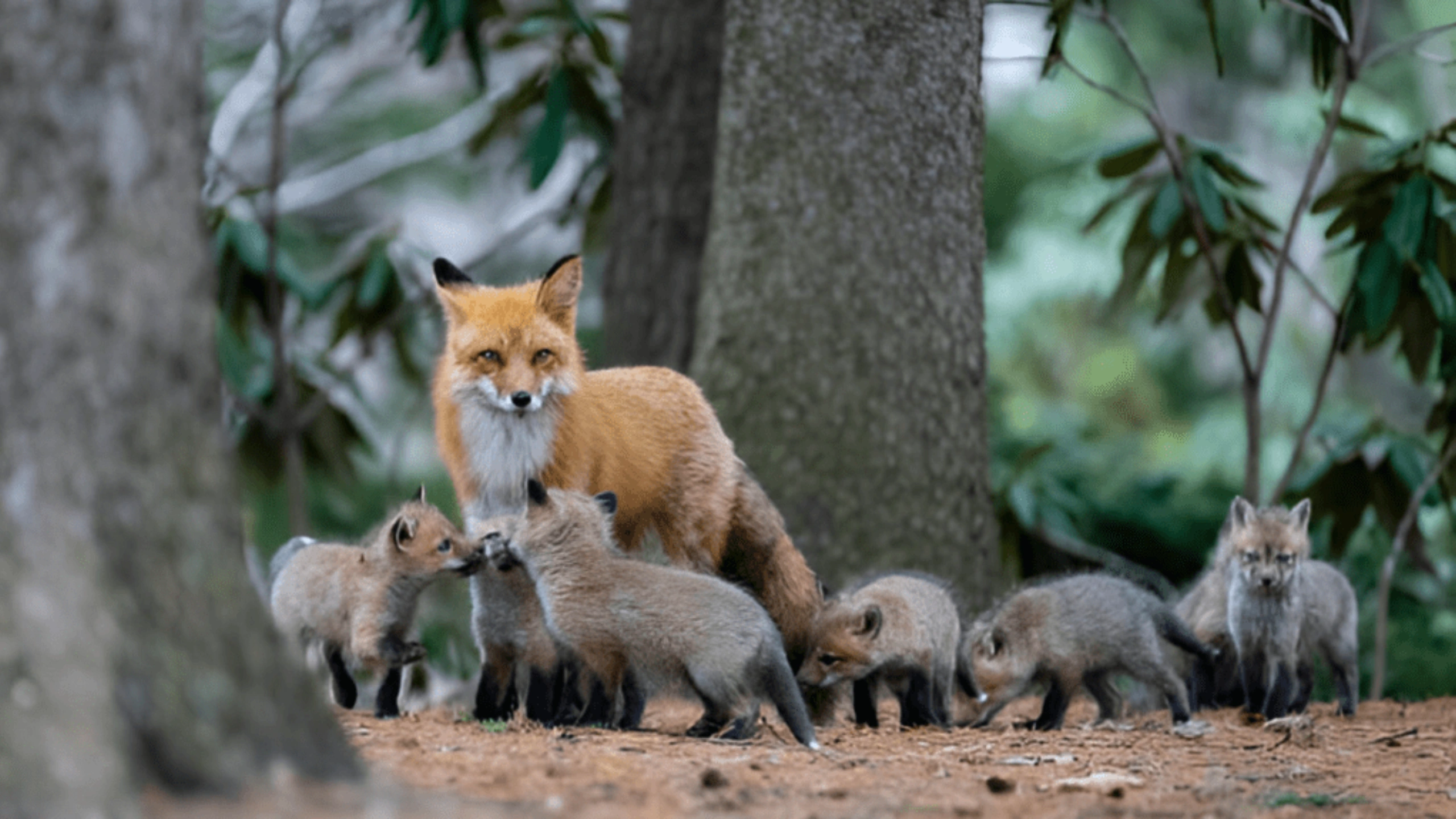 fox spiritual meaning