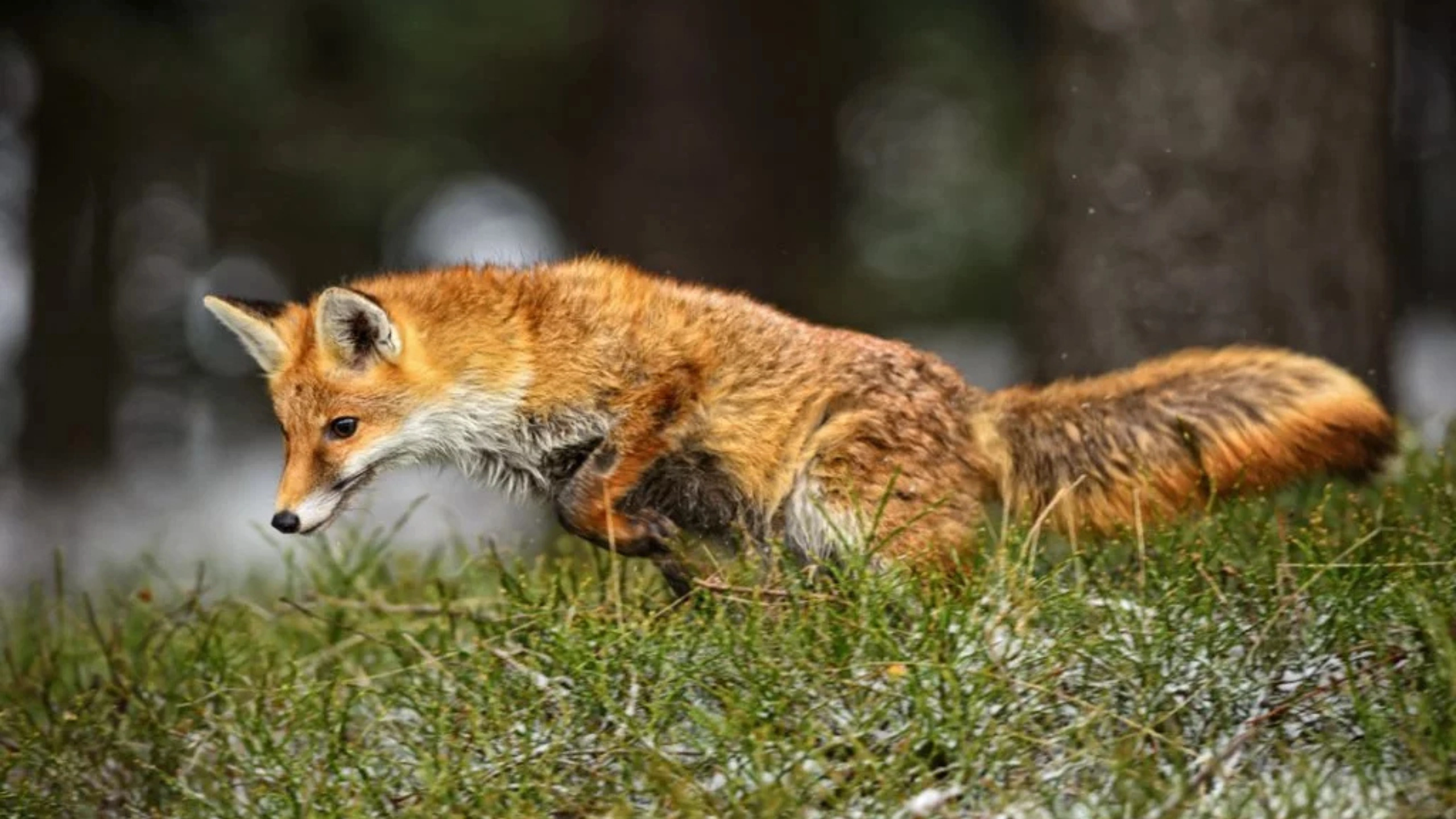 fox spiritual meaning