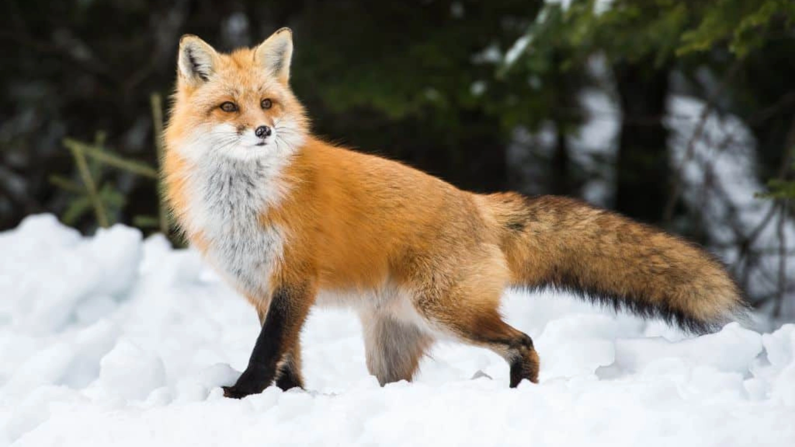 fox spiritual meaning