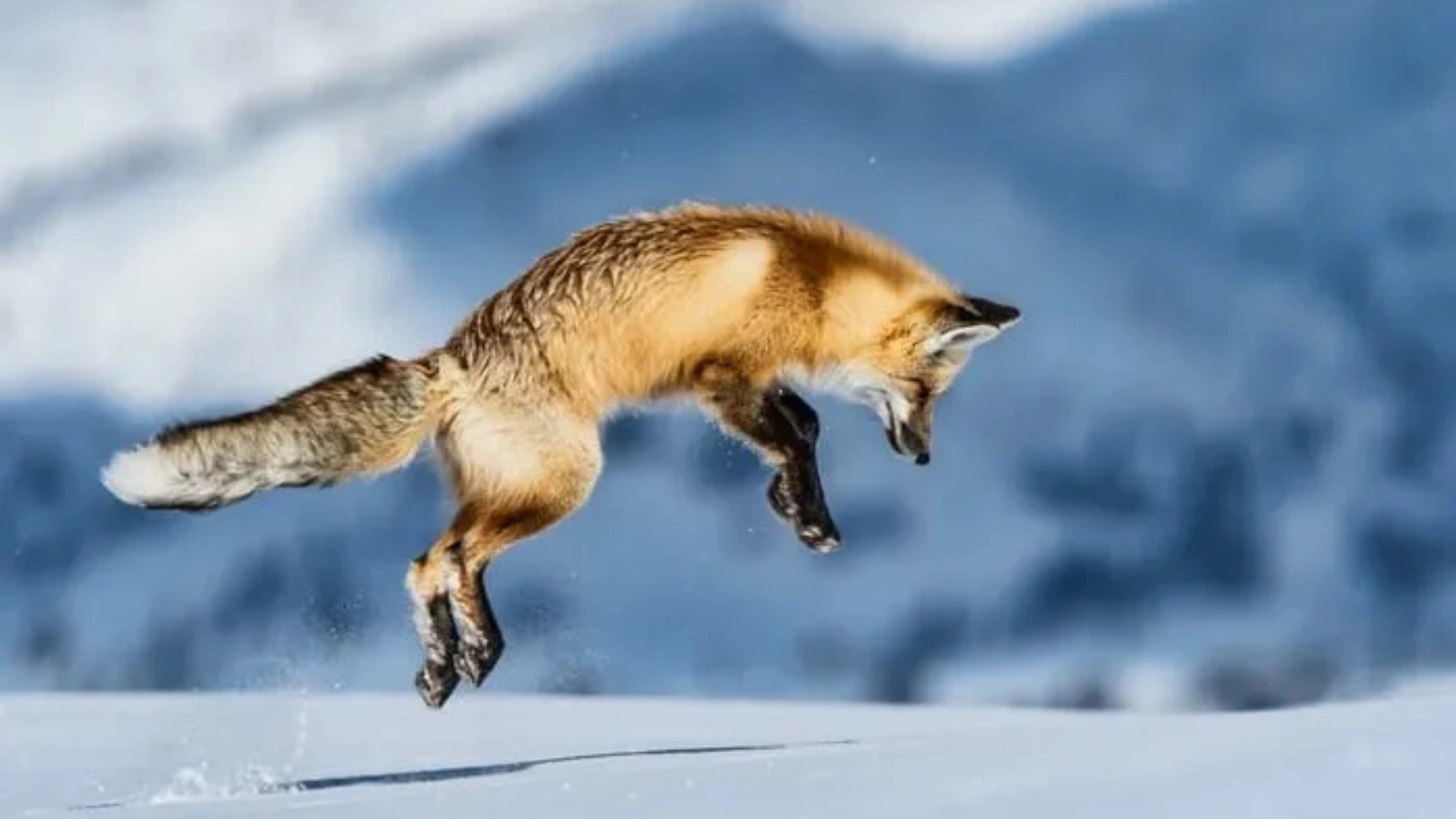 fox spiritual meaning