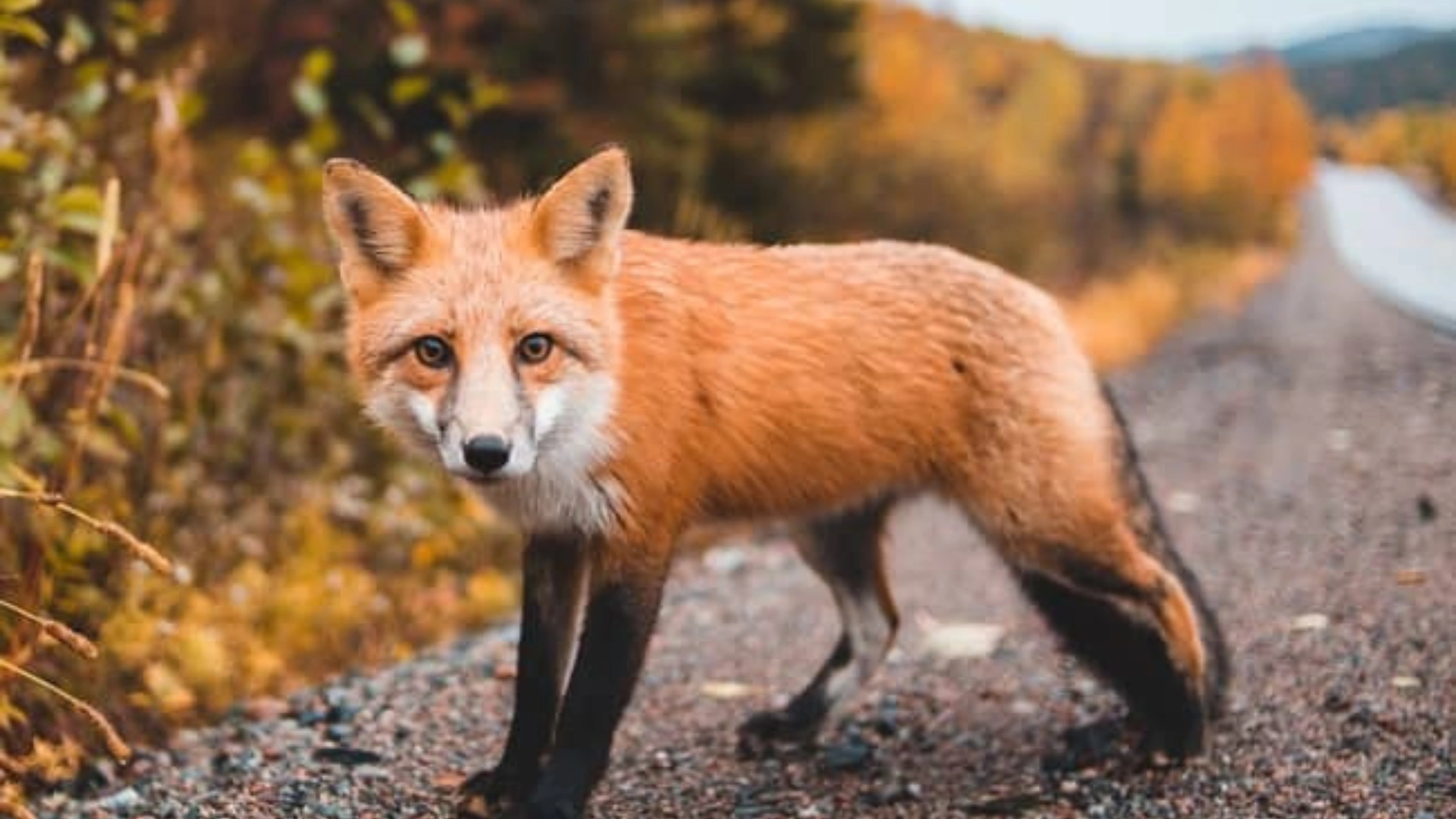fox spiritual meaning