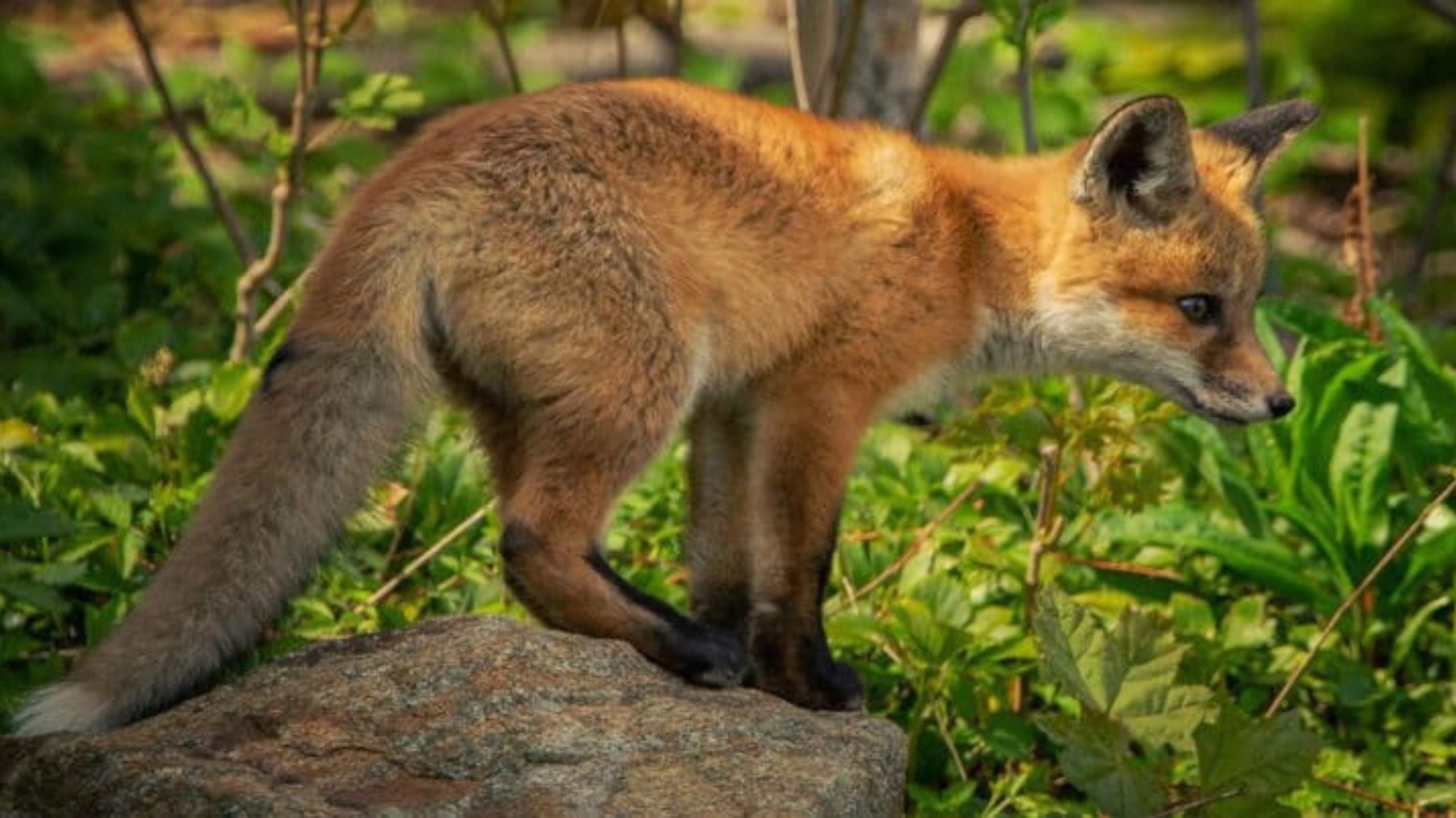 fox spiritual meaning