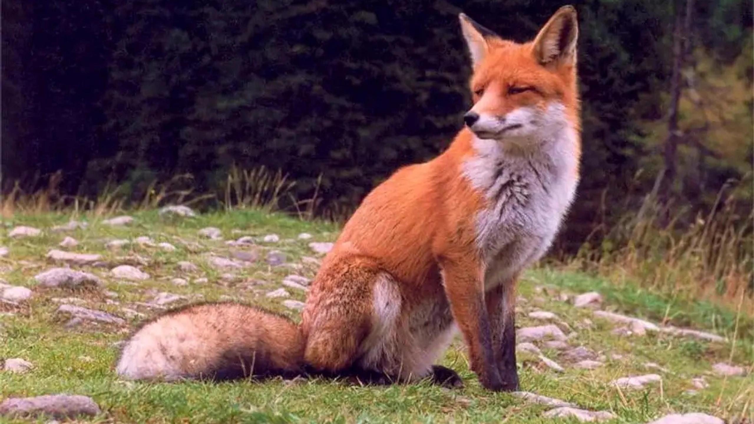 fox spiritual meaning