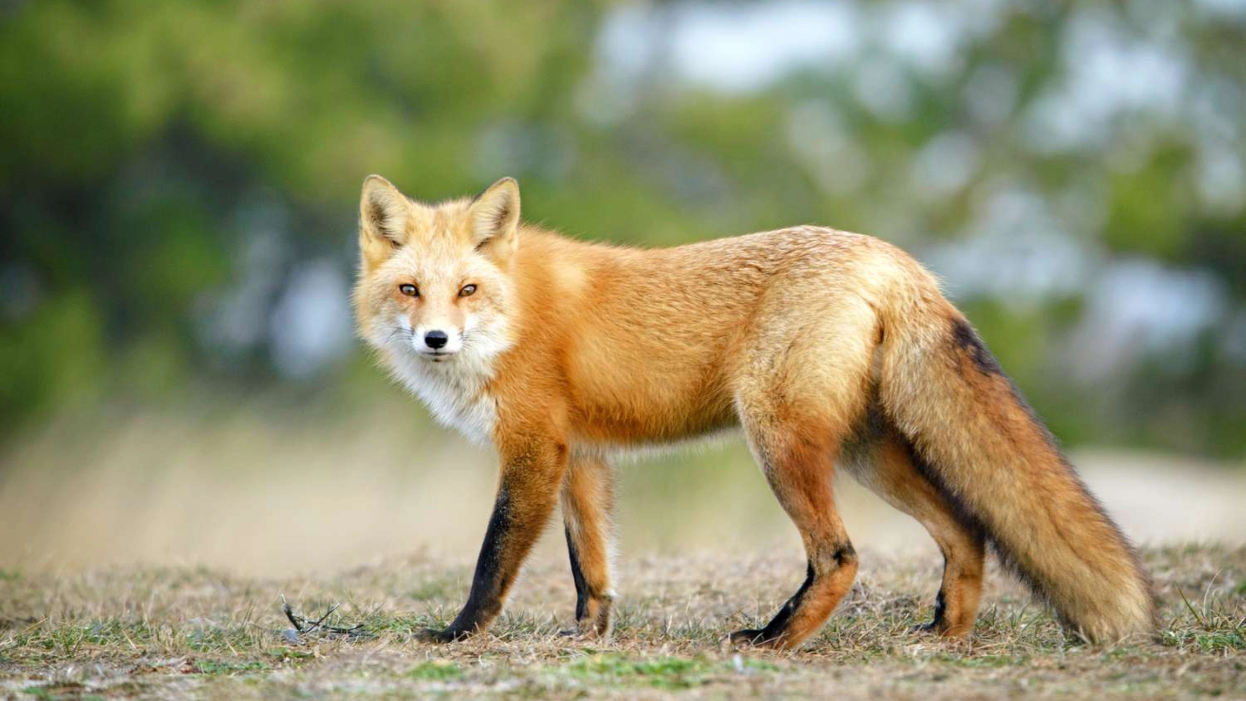 fox spiritual meaning