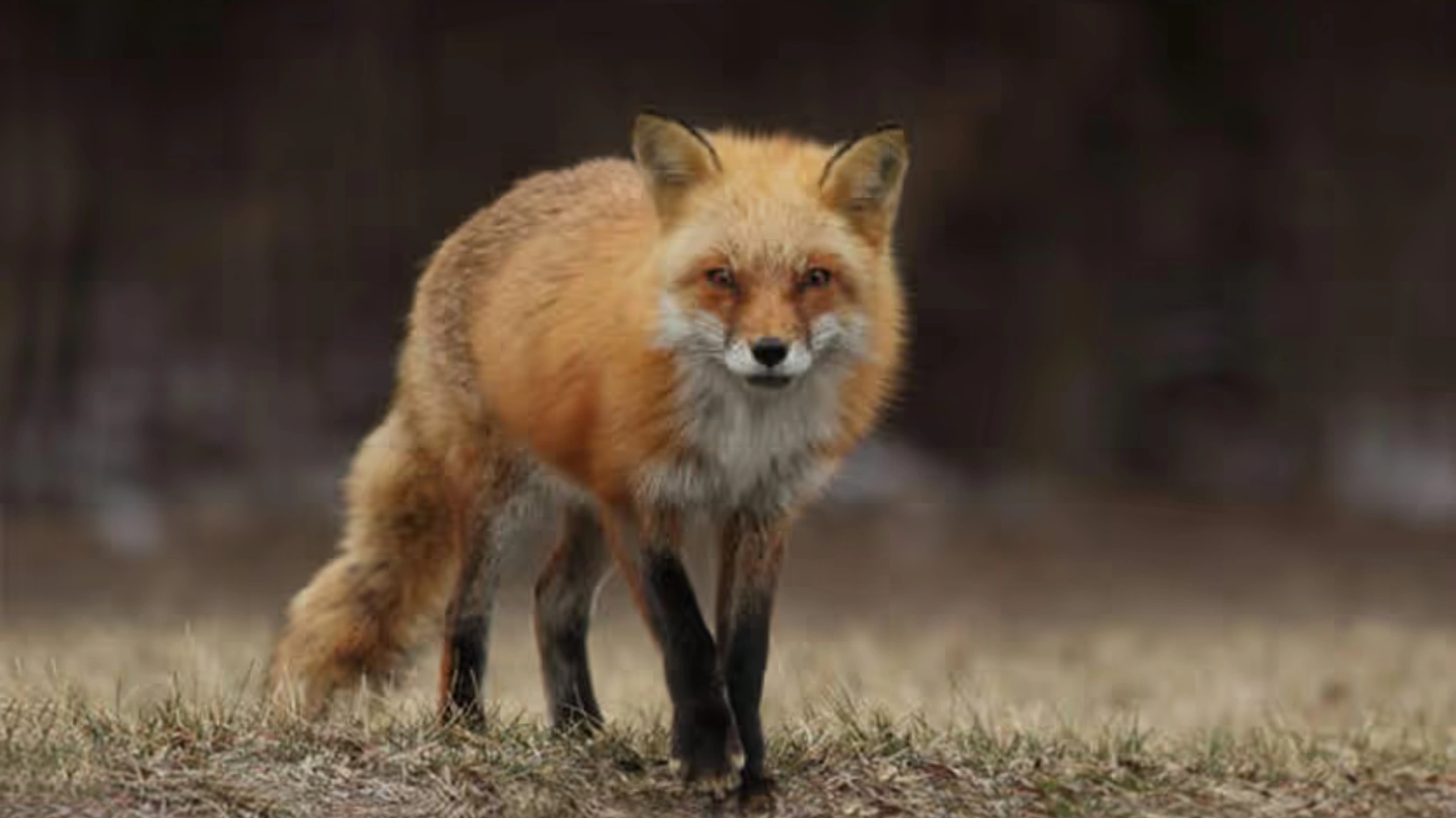 fox spiritual meaning