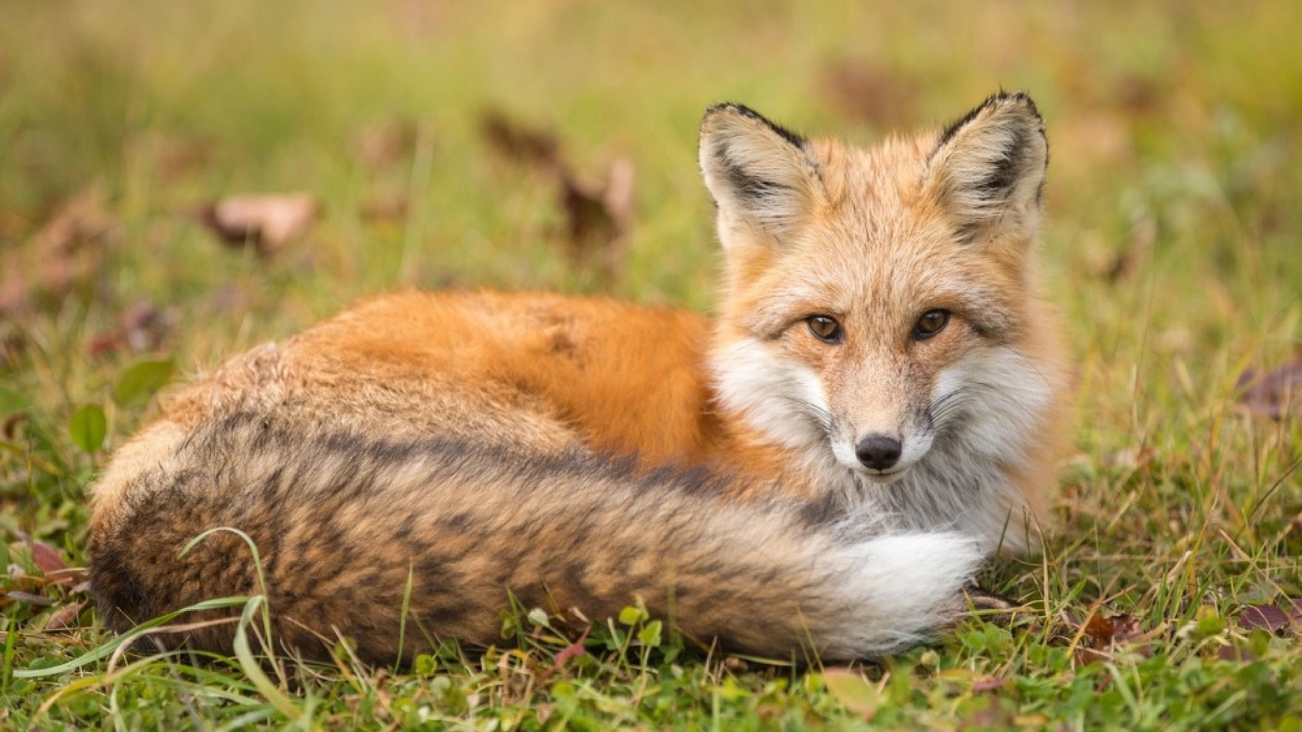fox spiritual meaning