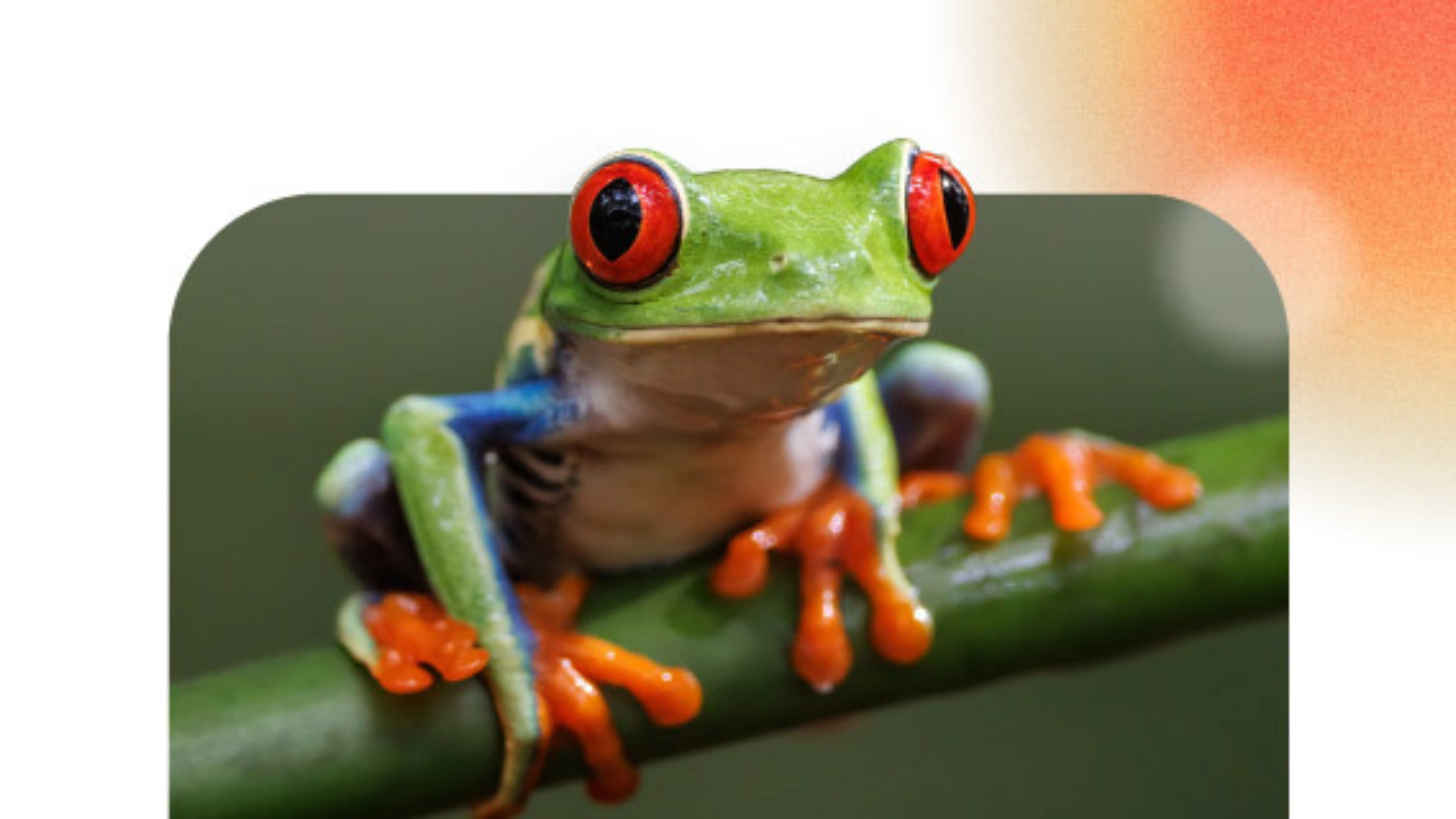 frog spiritual meaning