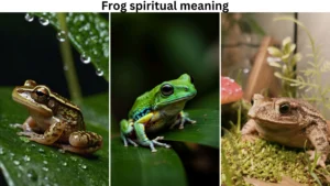 frog spiritual meaning