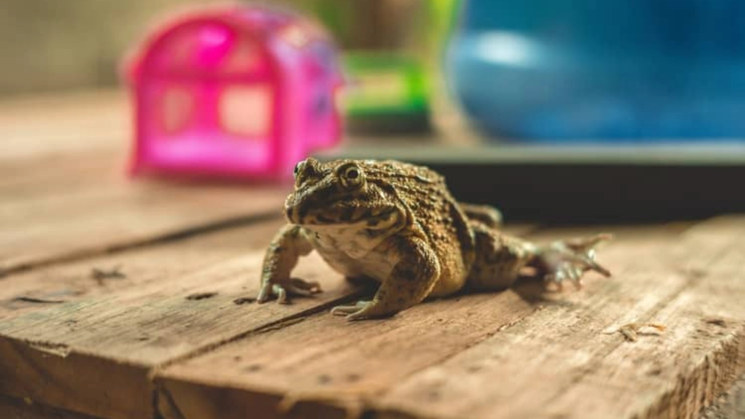 frog spiritual meaning