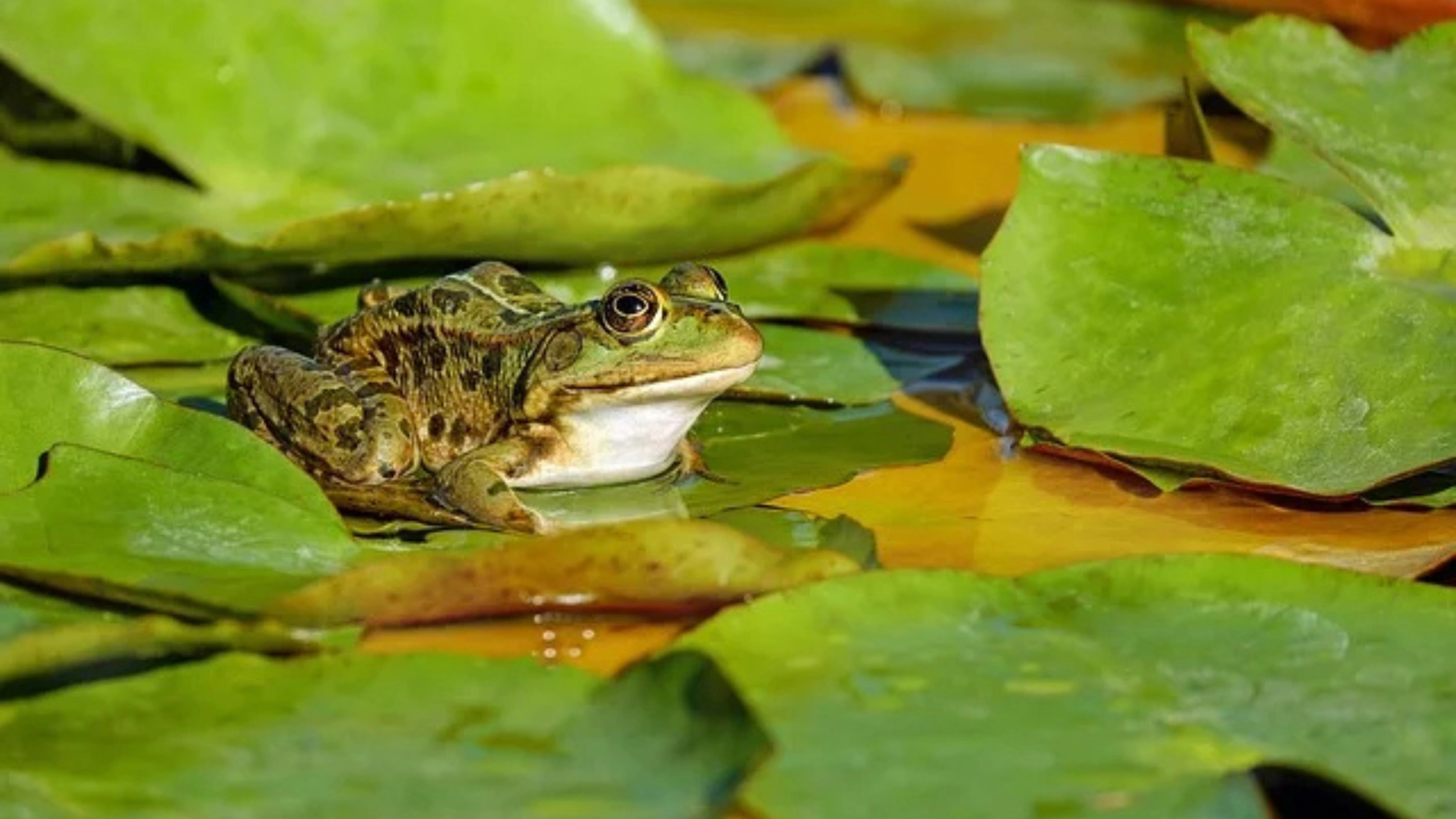 frog spiritual meaning