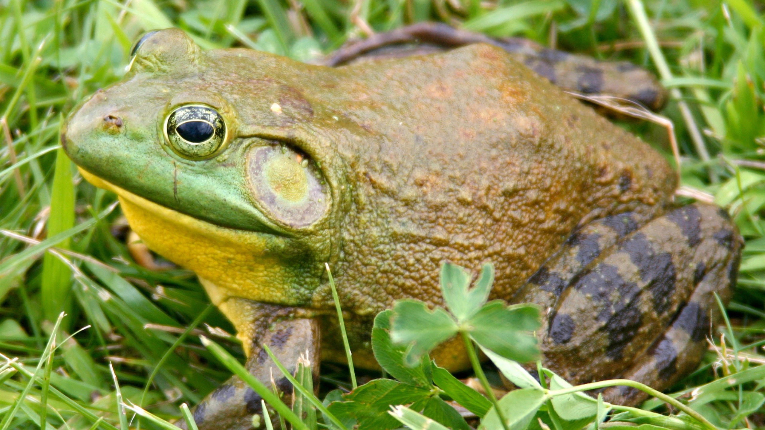 frog spiritual meaning