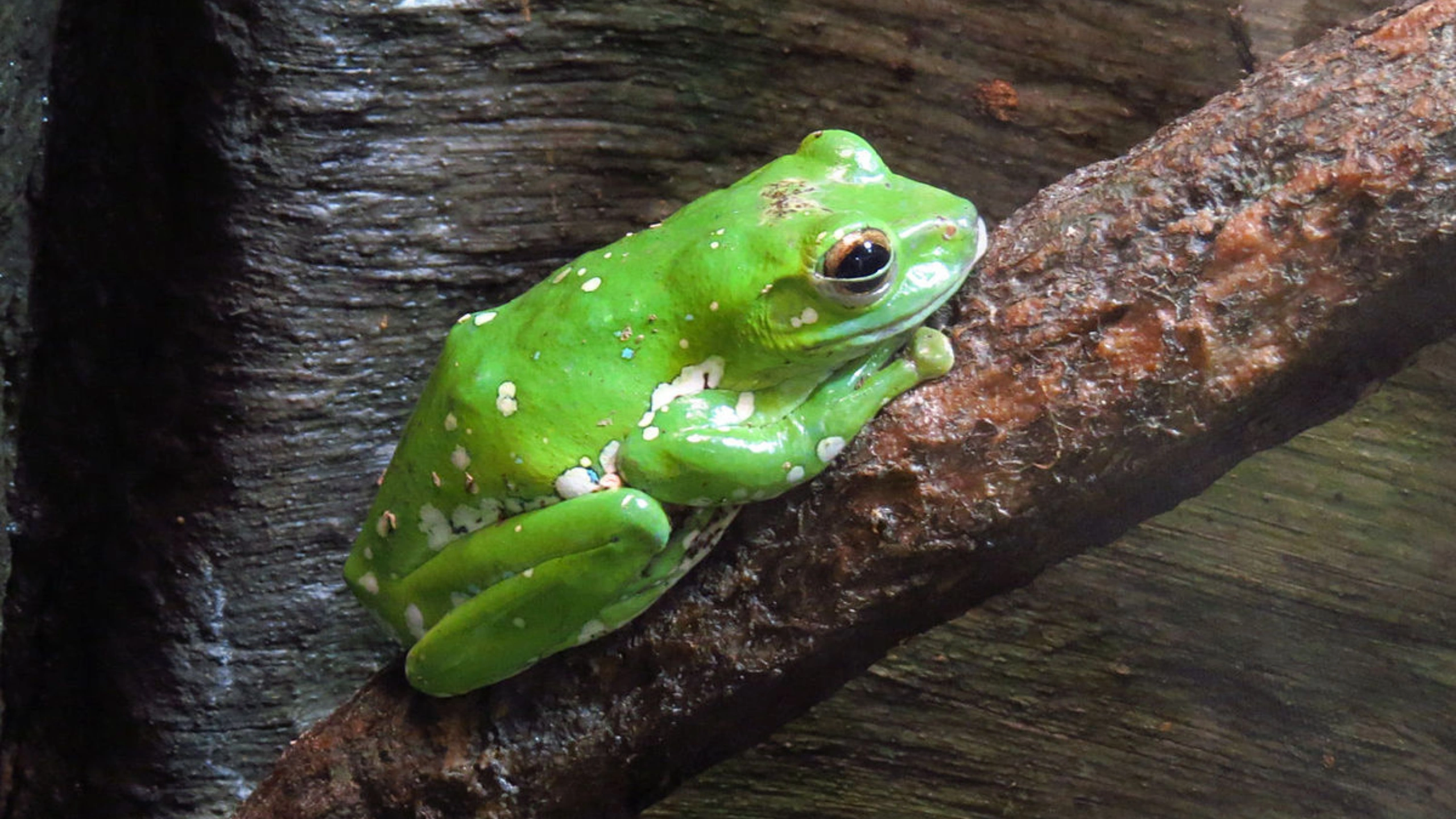 frog spiritual meaning