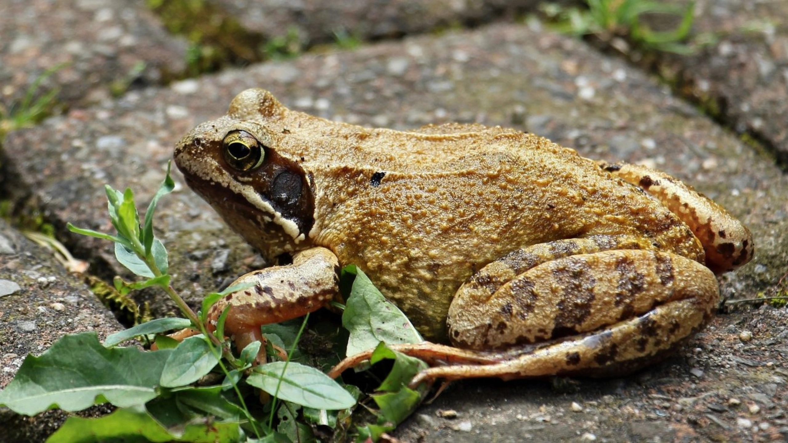 frog spiritual meaning