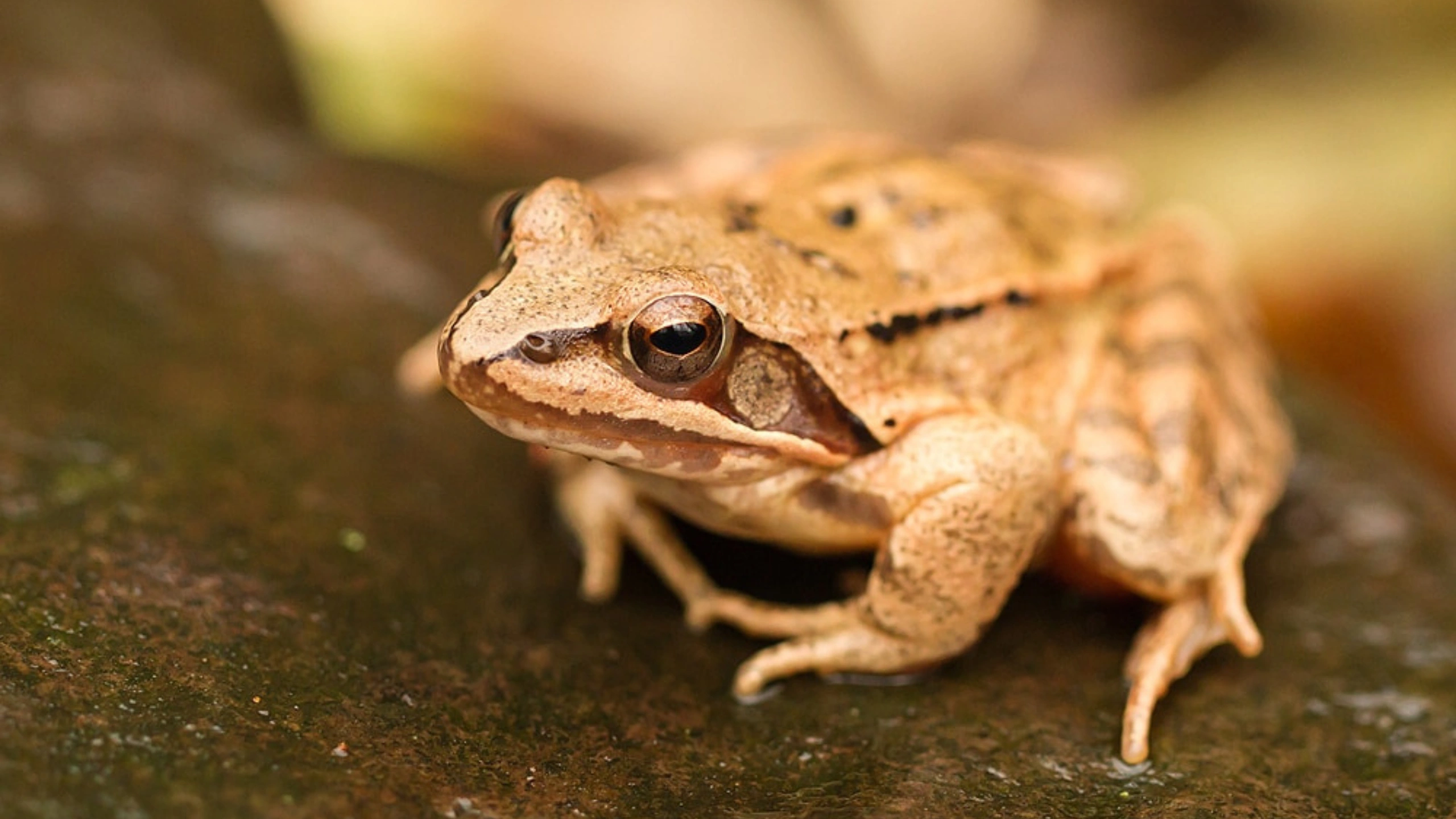 frog spiritual meaning