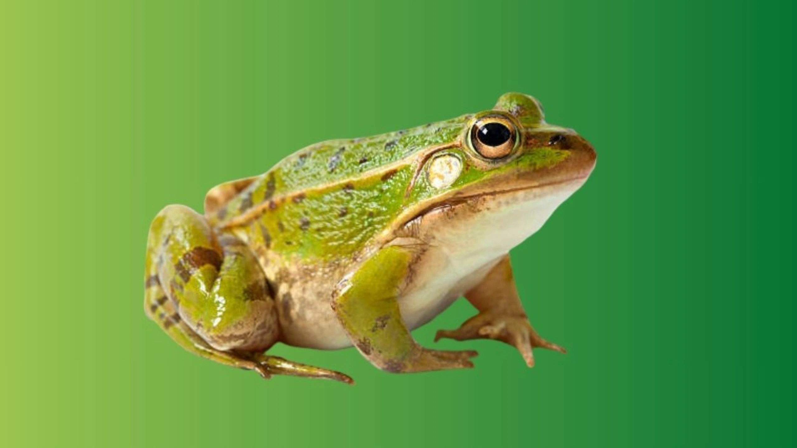 frog spiritual meaning