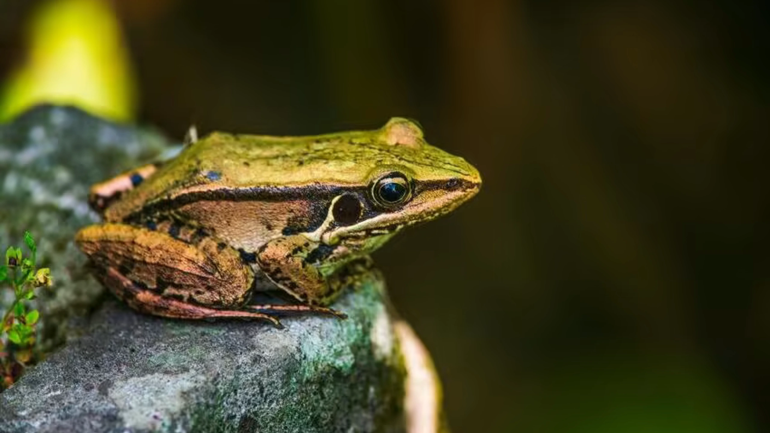 frog spiritual meaning