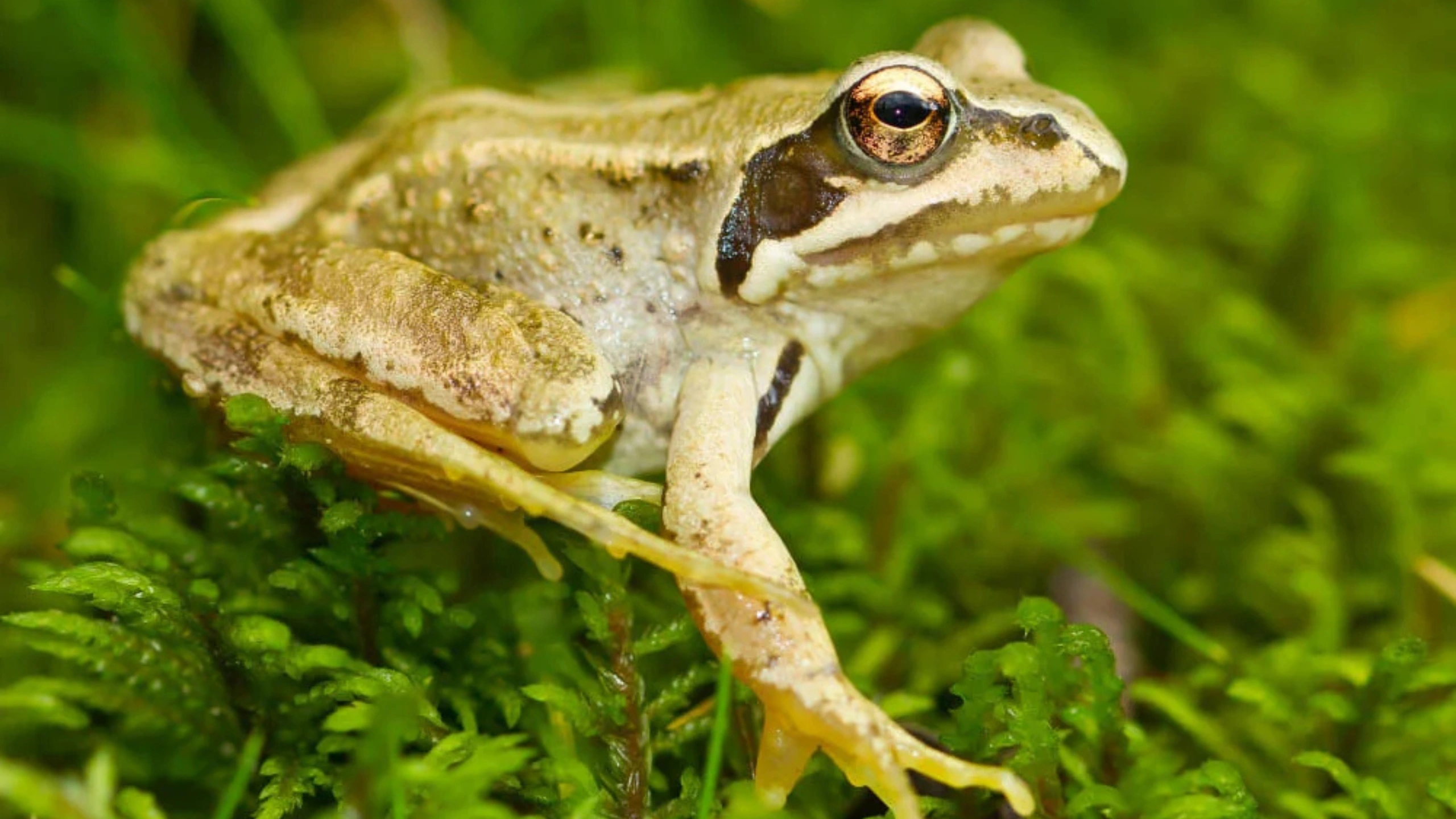frog spiritual meaning