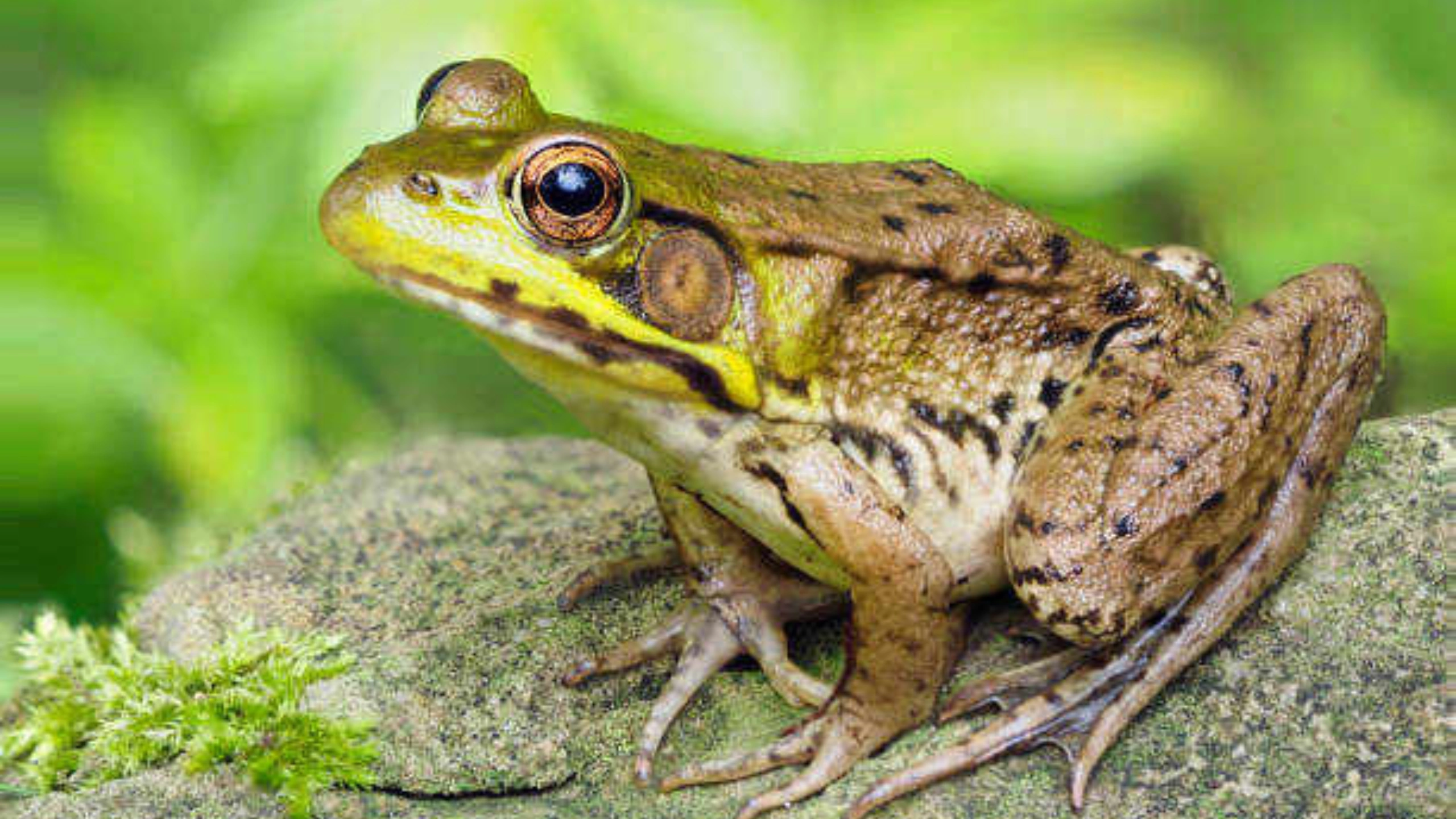 frog spiritual meaning