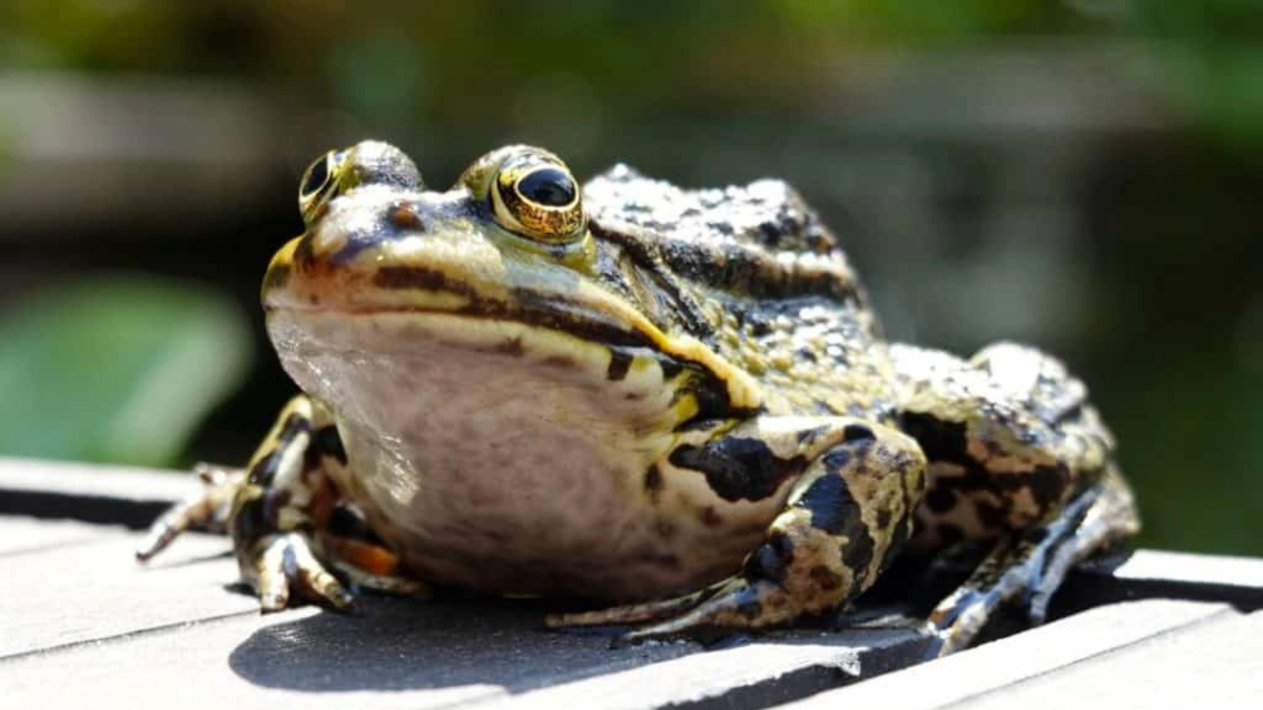 frog spiritual meaning
