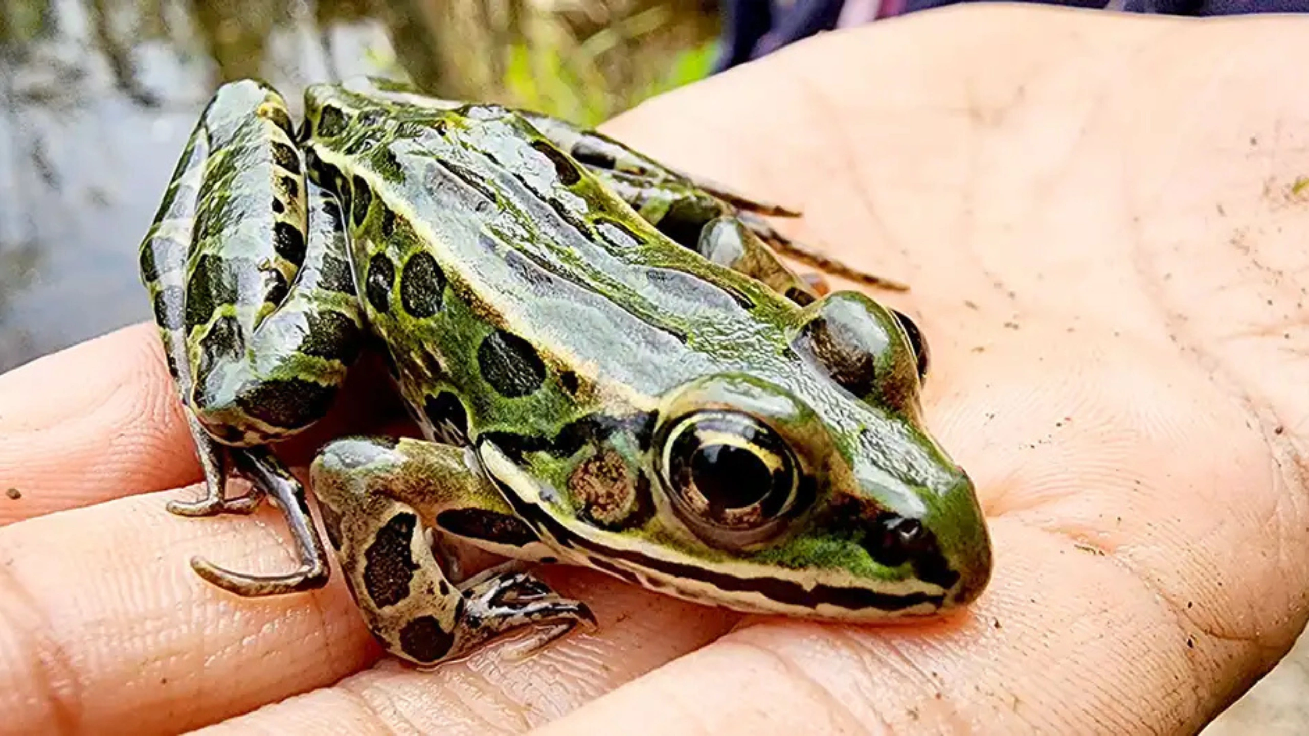 frog spiritual meaning