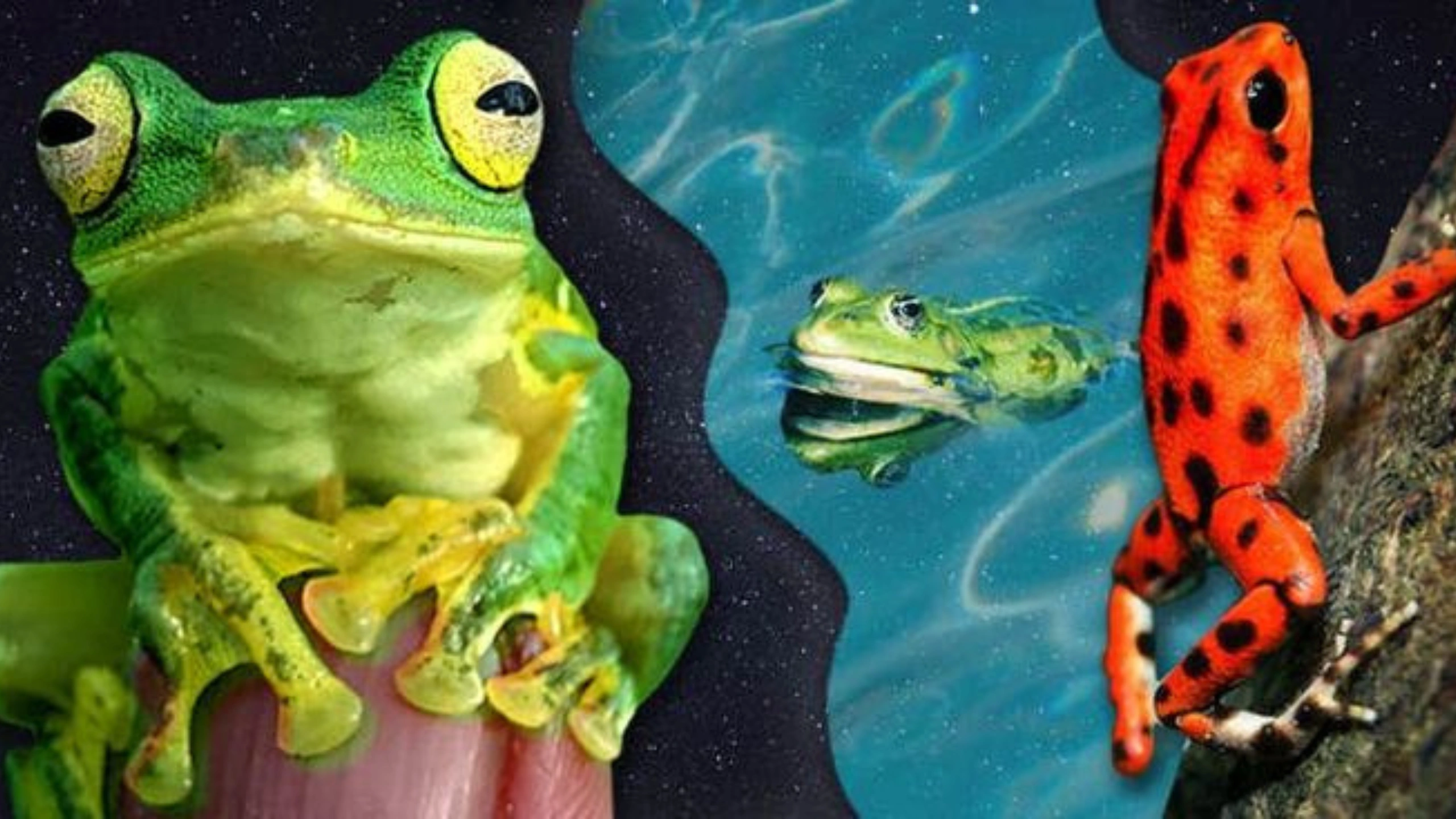 frog spiritual meaning