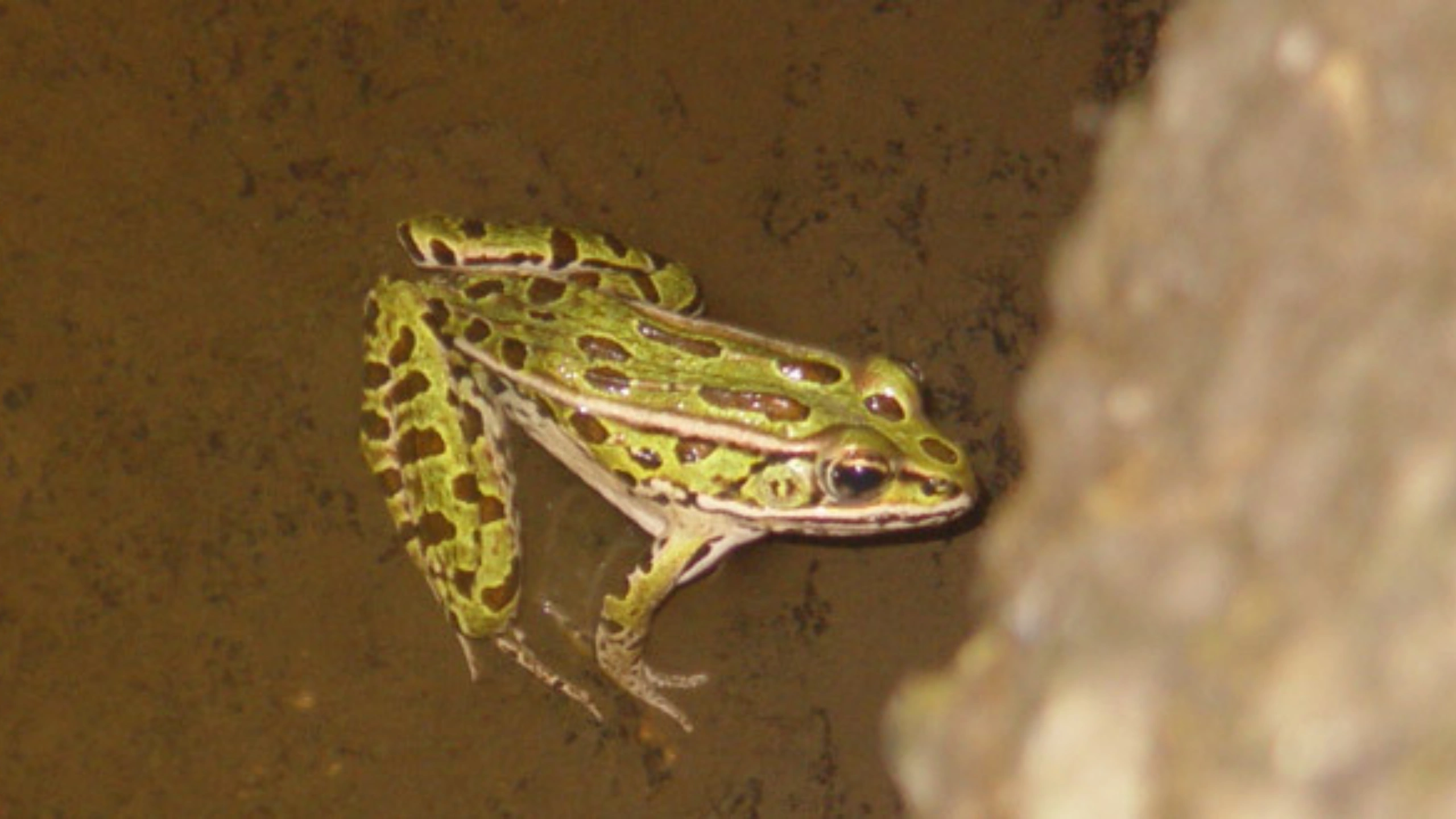 frog spiritual meaning