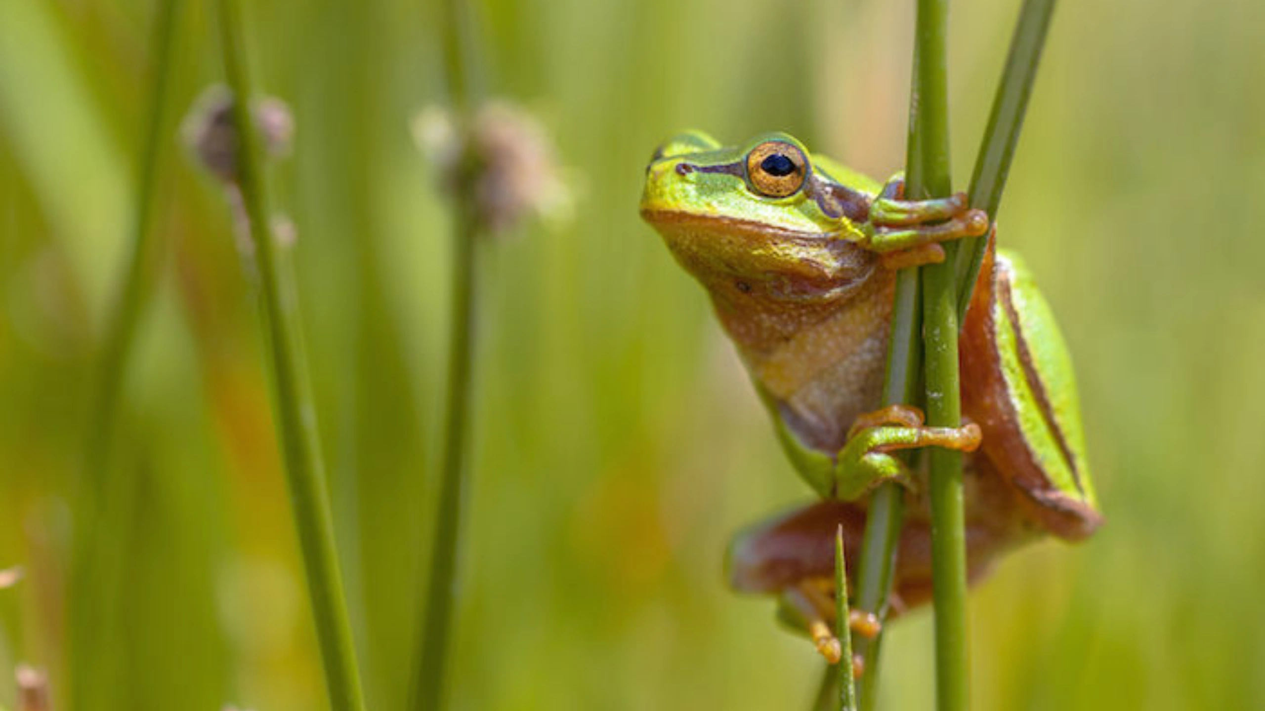 frog spiritual meaning