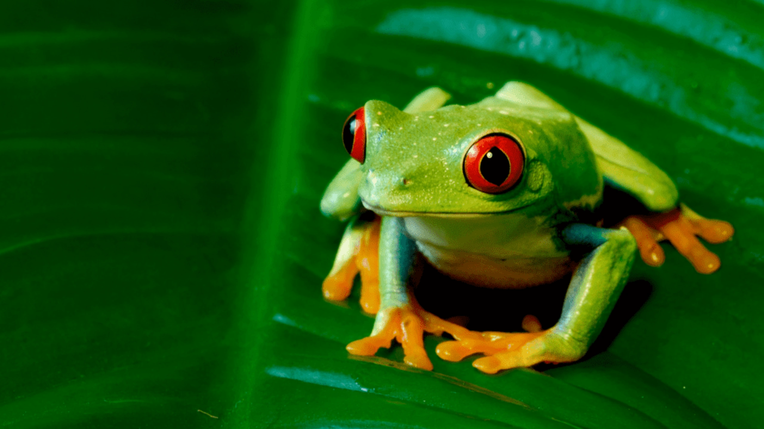 frog spiritual meaning
