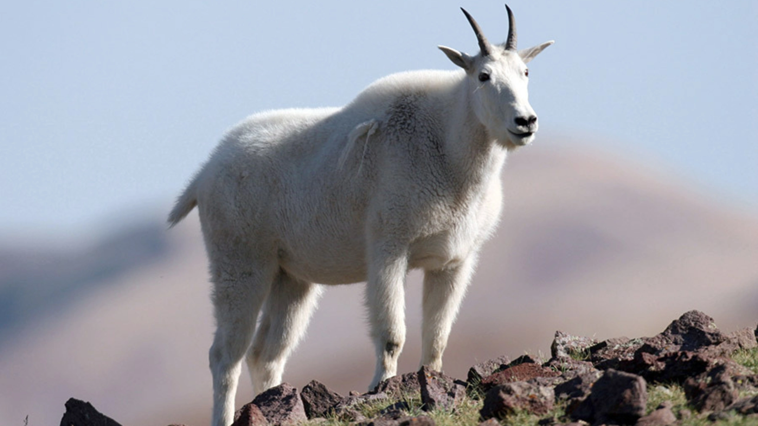 goat symbolism