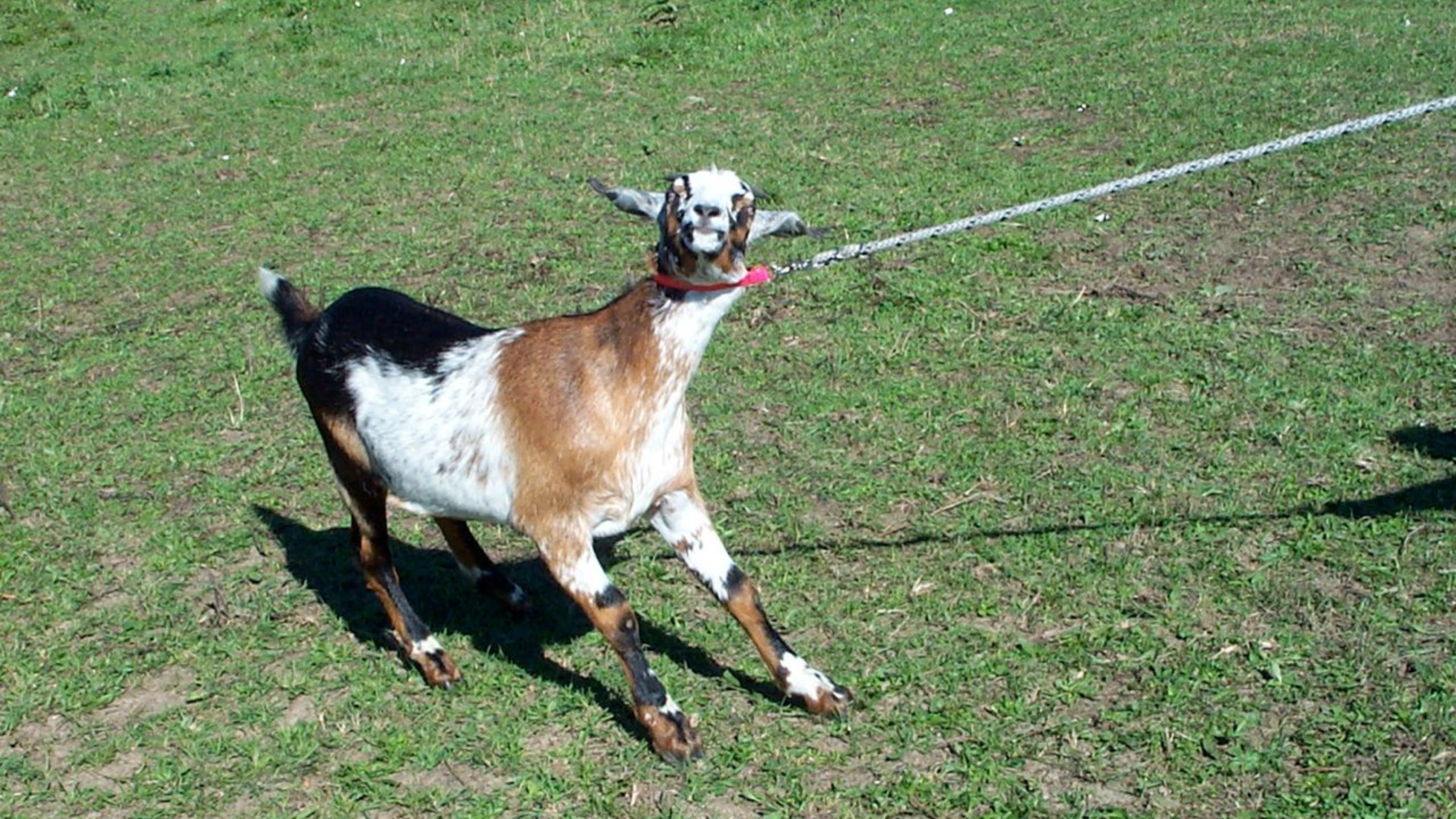 goat symbolism