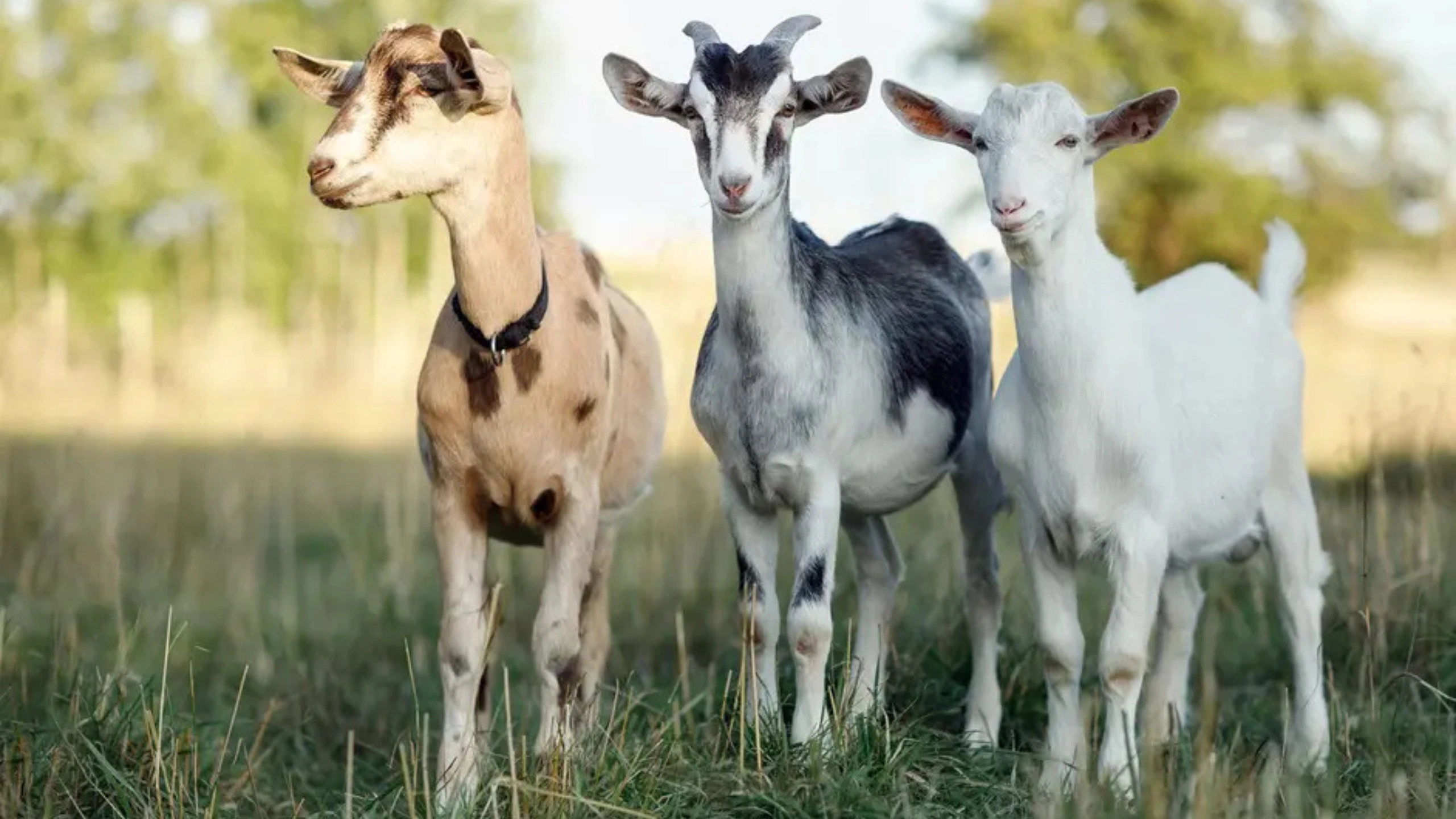 goat symbolism