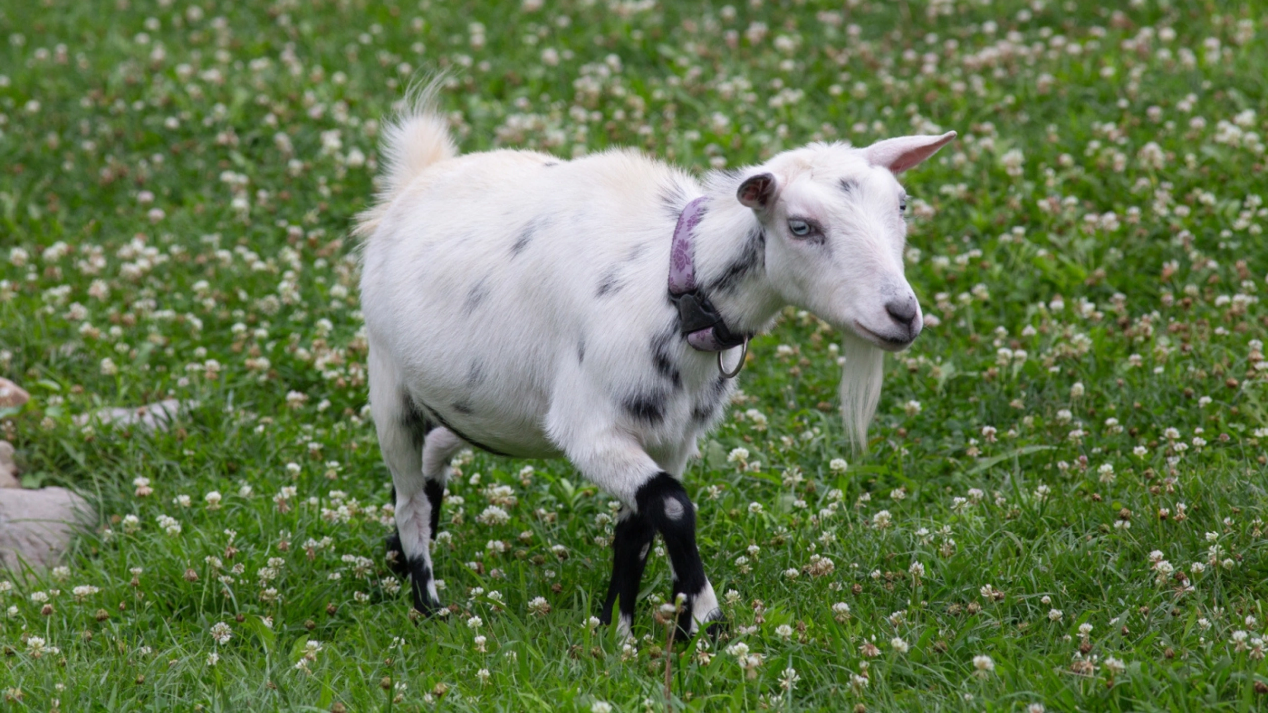 goat symbolism