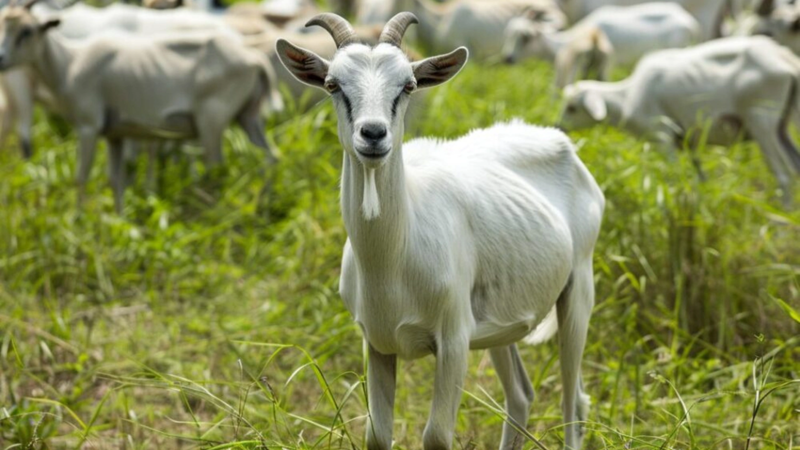 goat symbolism