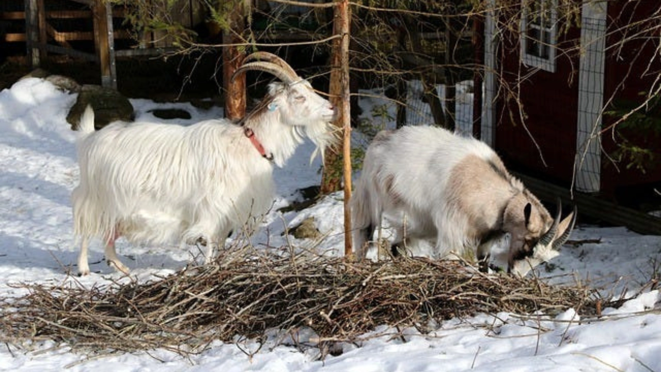 goat symbolism