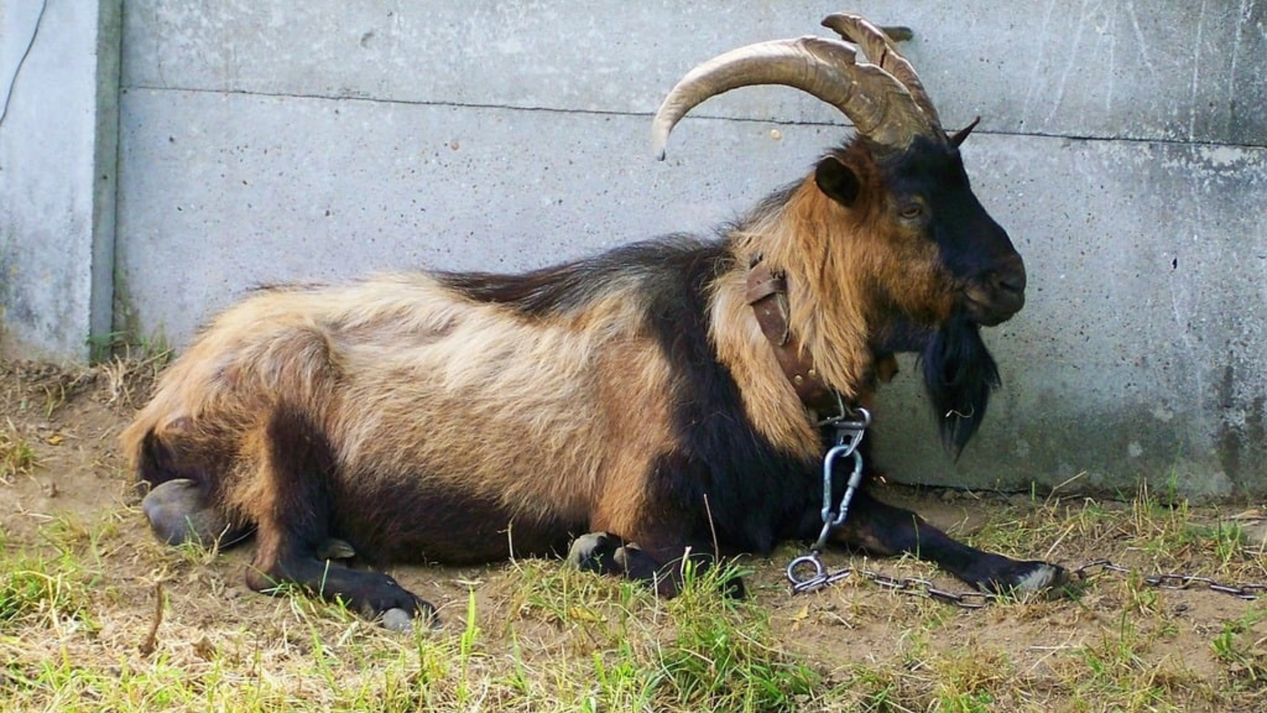 goat symbolism