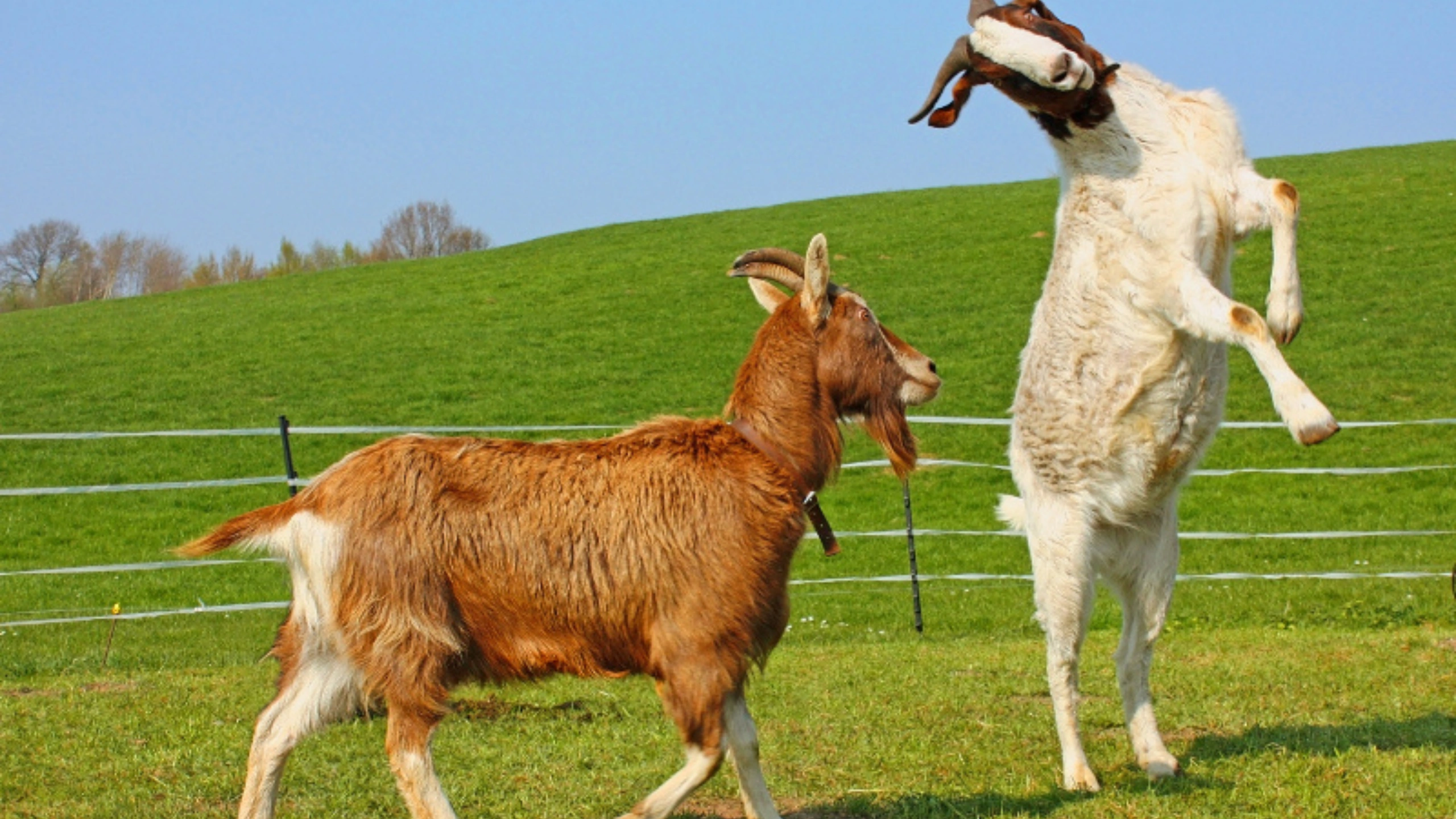goat symbolism