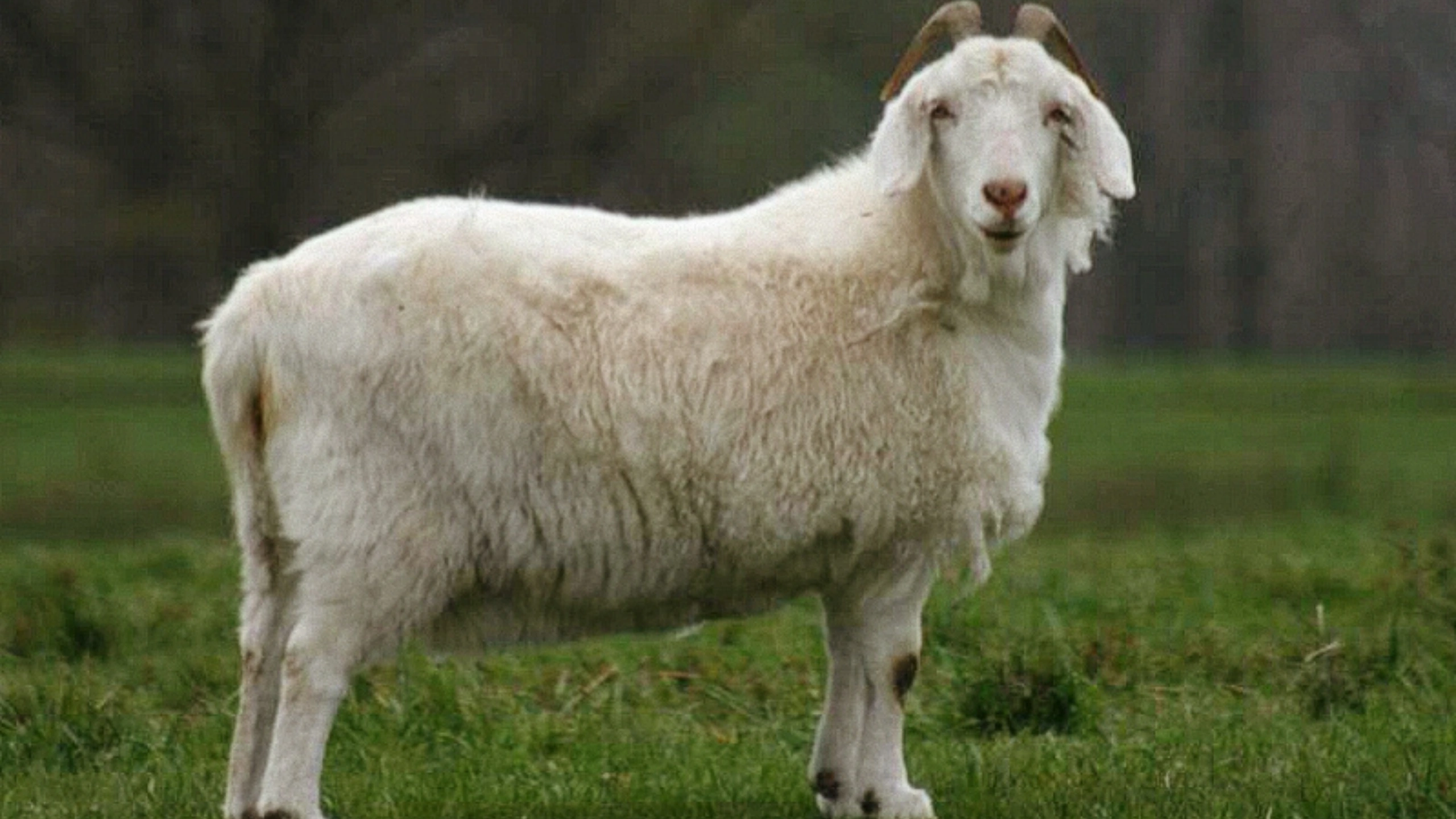 goat symbolism