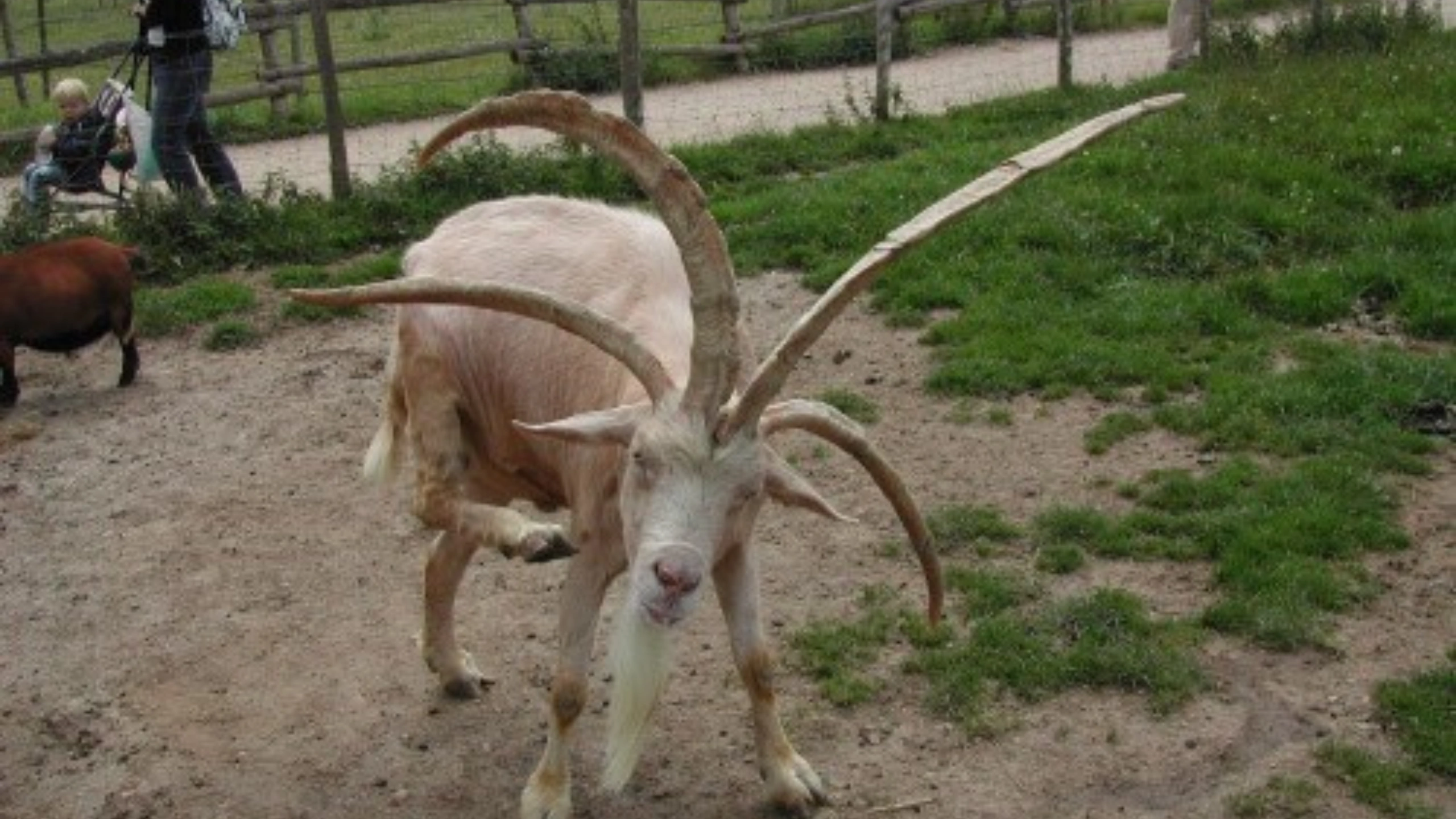 goat symbolism