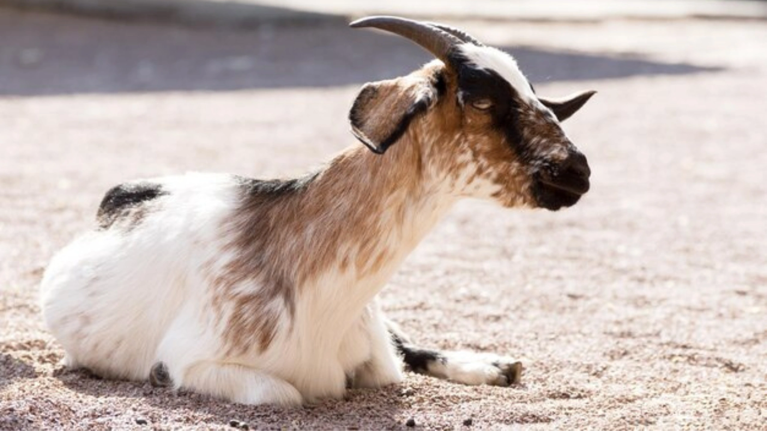 goat symbolism