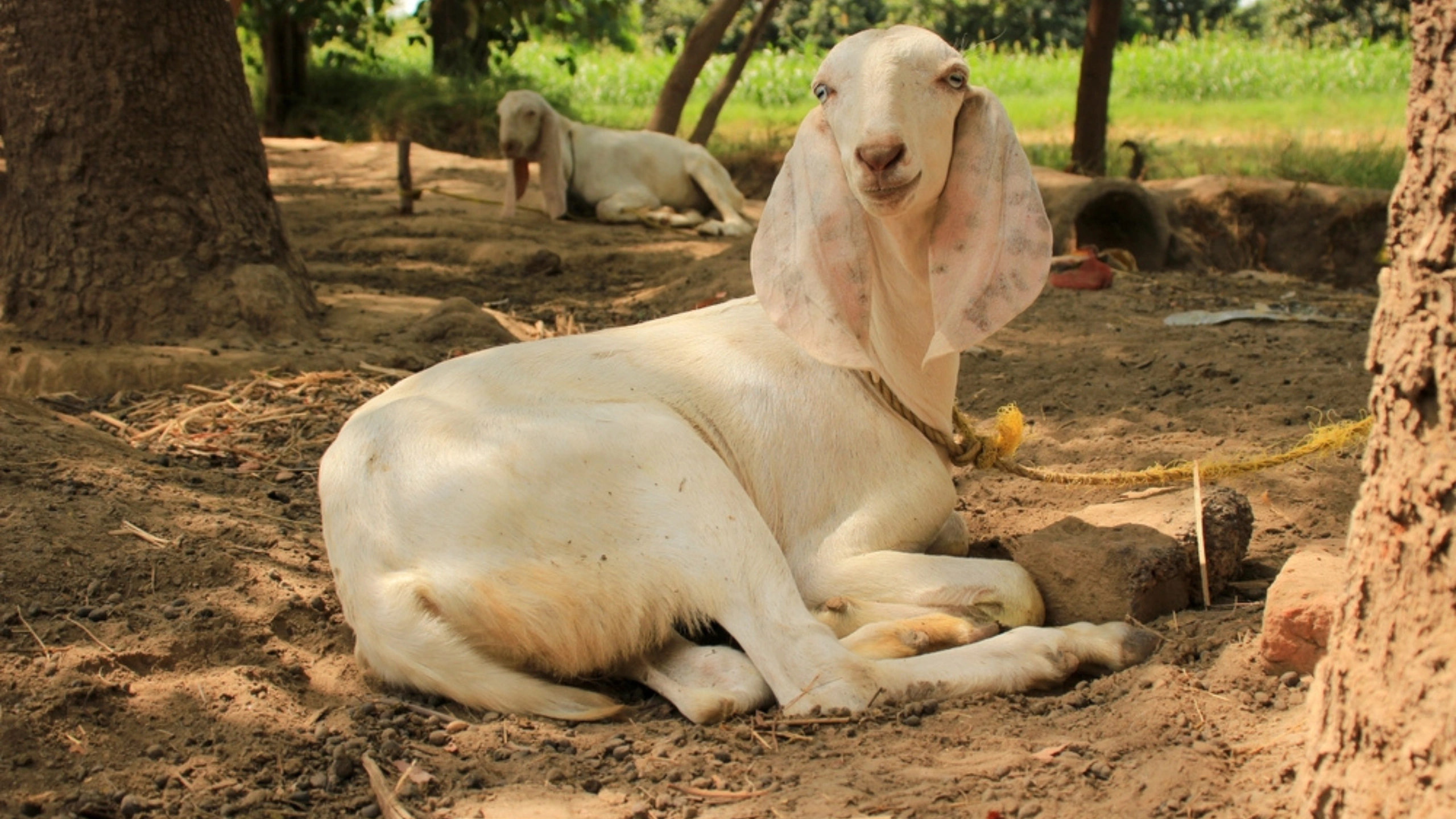 goat symbolism